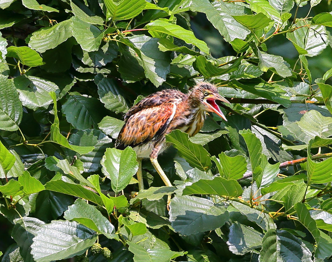 Little bittern