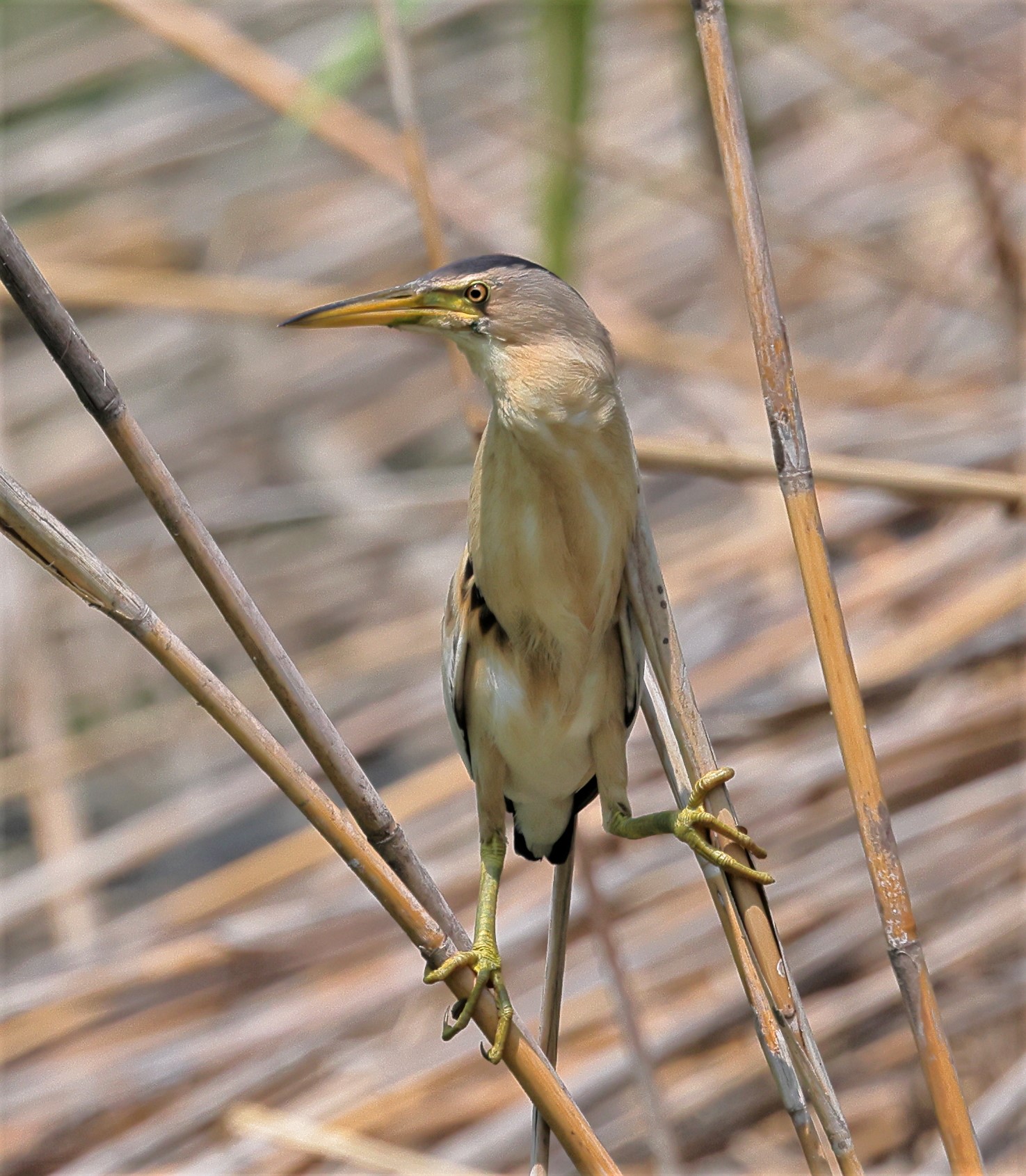 little bittern