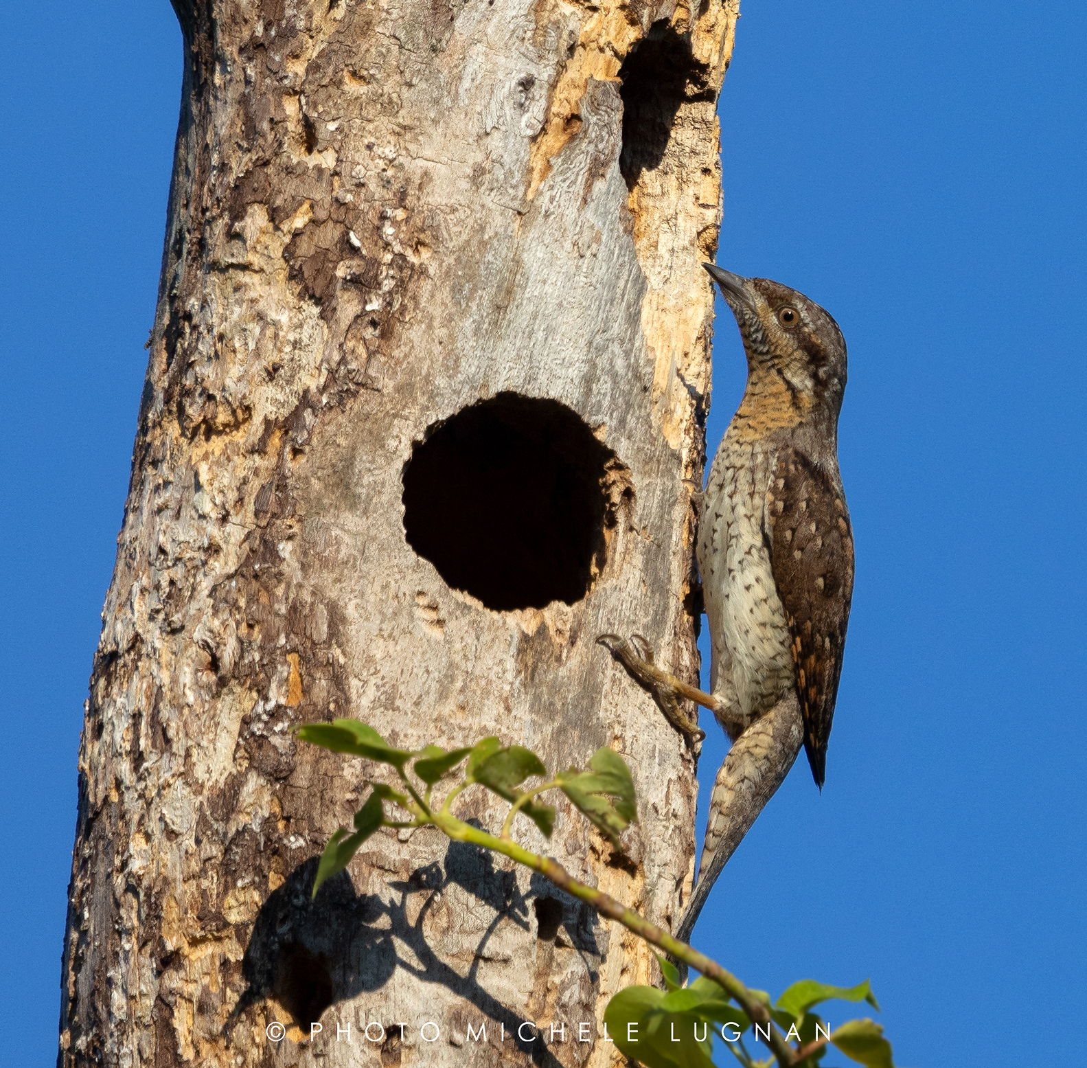 Jynx torquilla (volg.it. Torcicollo)