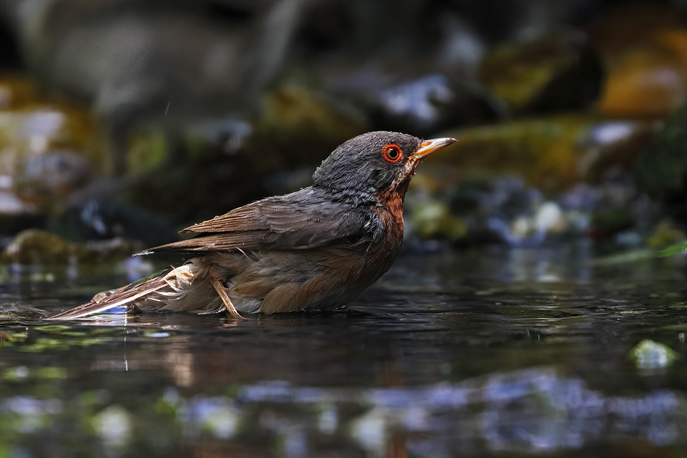 Brush to the bathroom