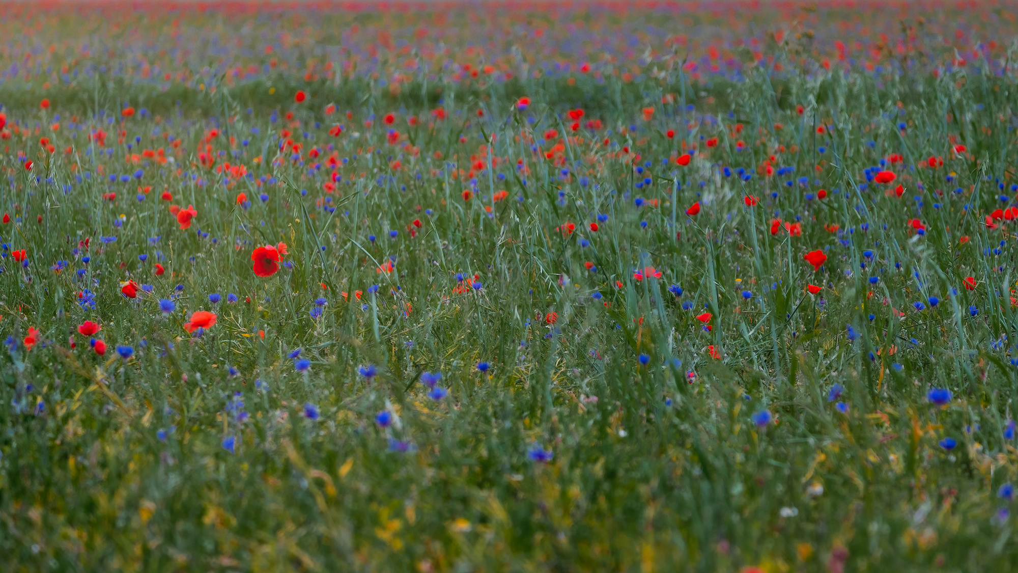 Poppy among poppies