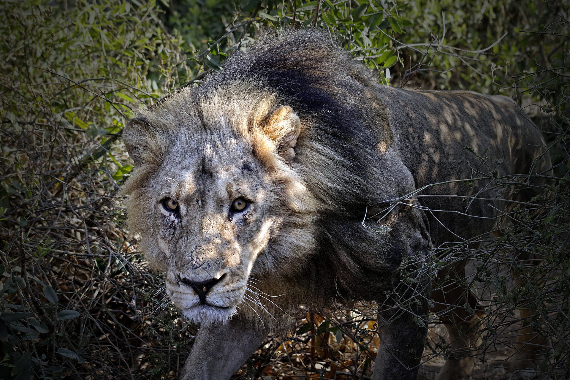 The king of the savannah