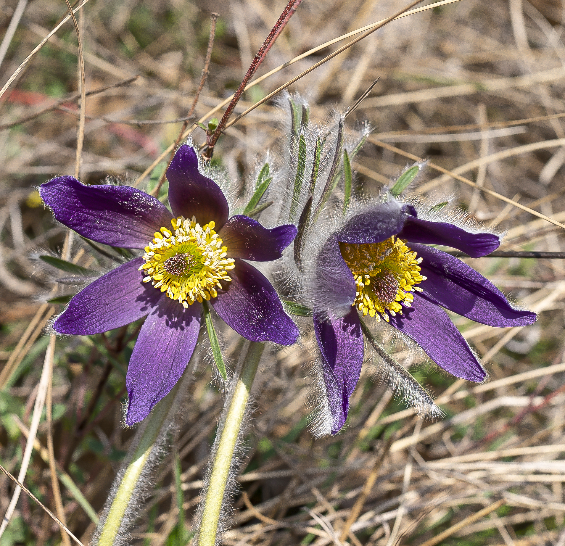 Anemone Pulsatilla