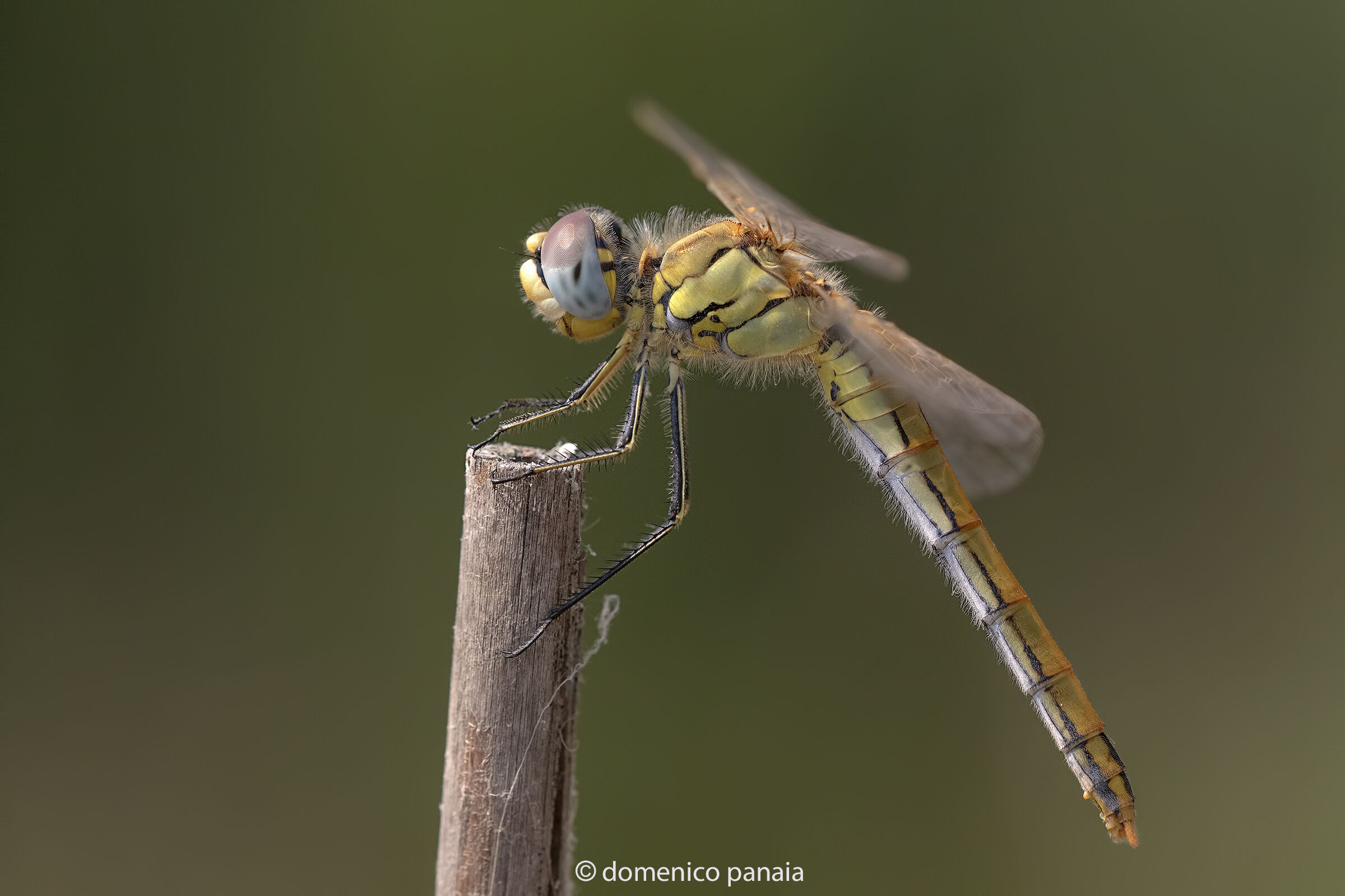 sympetrum fonscolombii