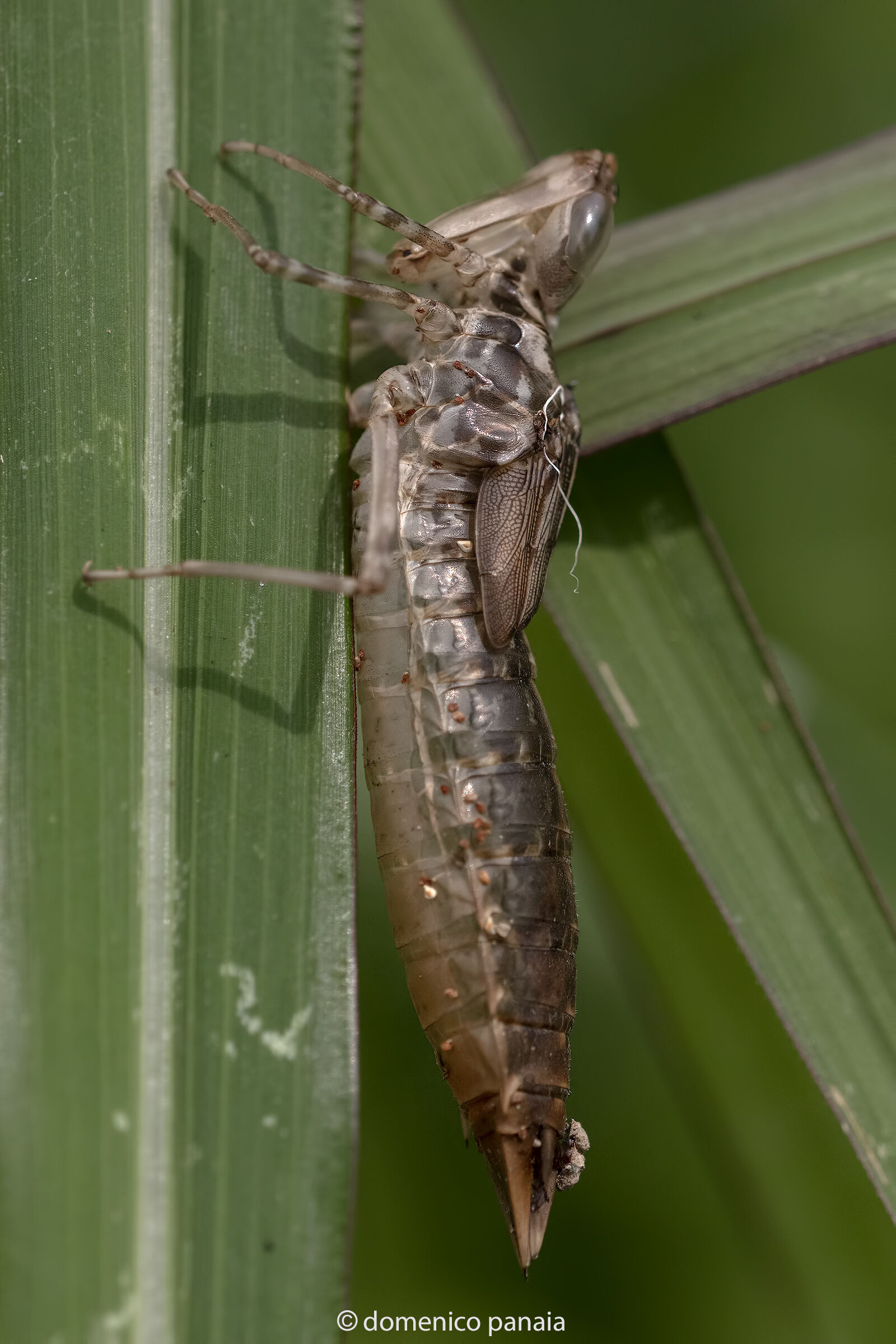 anax imperator esuvia