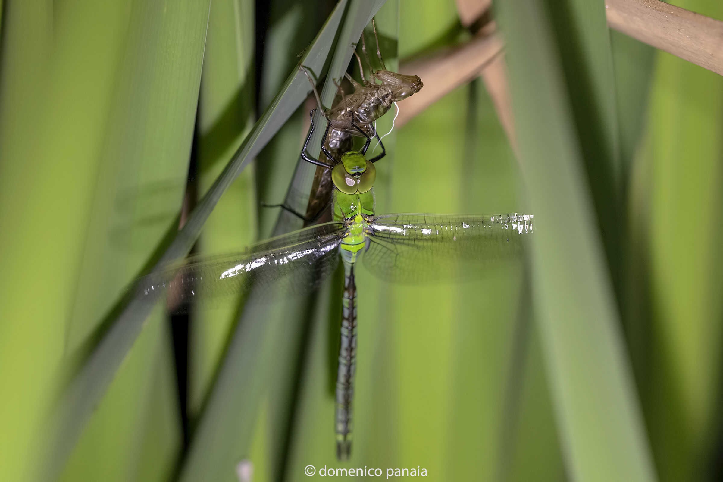 freshly flickered anax imperator