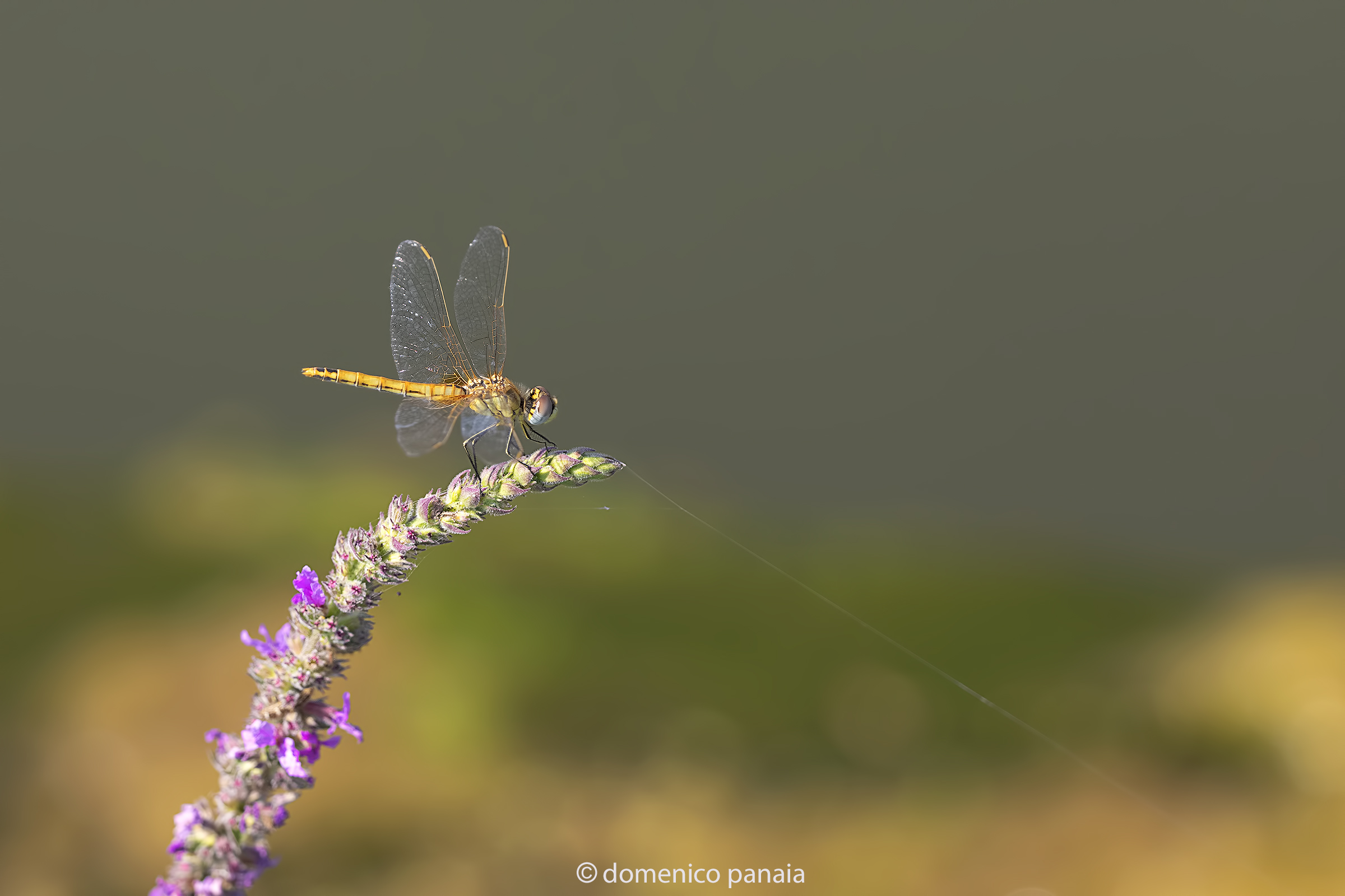 sympetrum fonscolombii