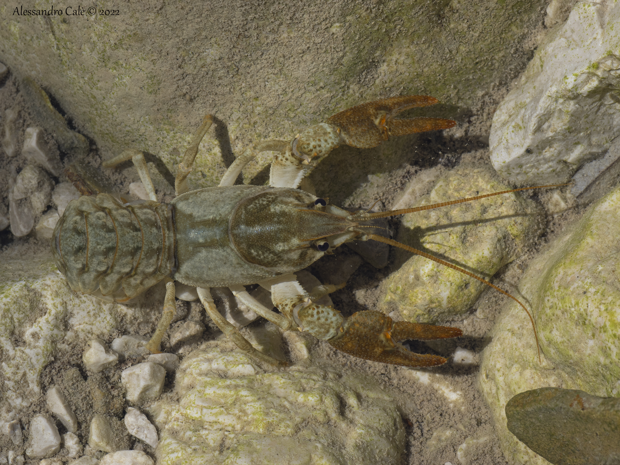 Austropotamobius pallipes ( European crayfish )