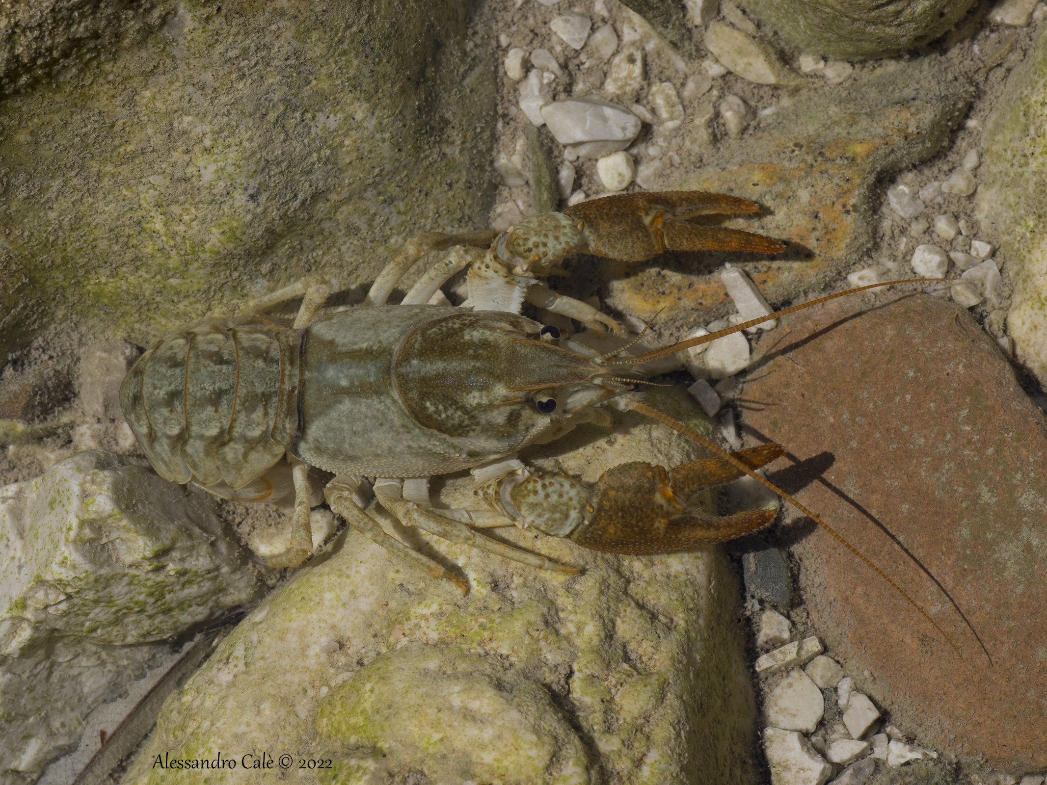 Austropotamobius pallipes ( European crayfish )