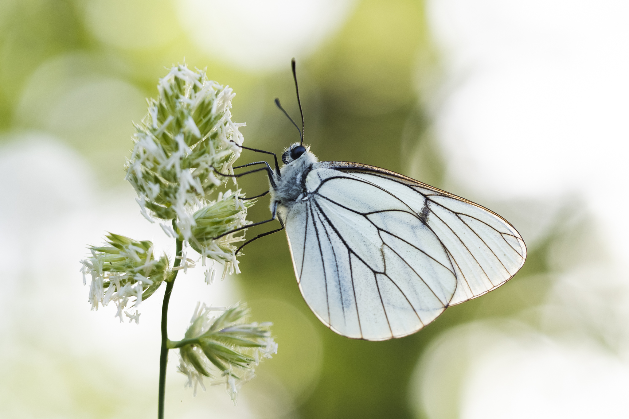 Bianco venato nero (Aporia crataegi).