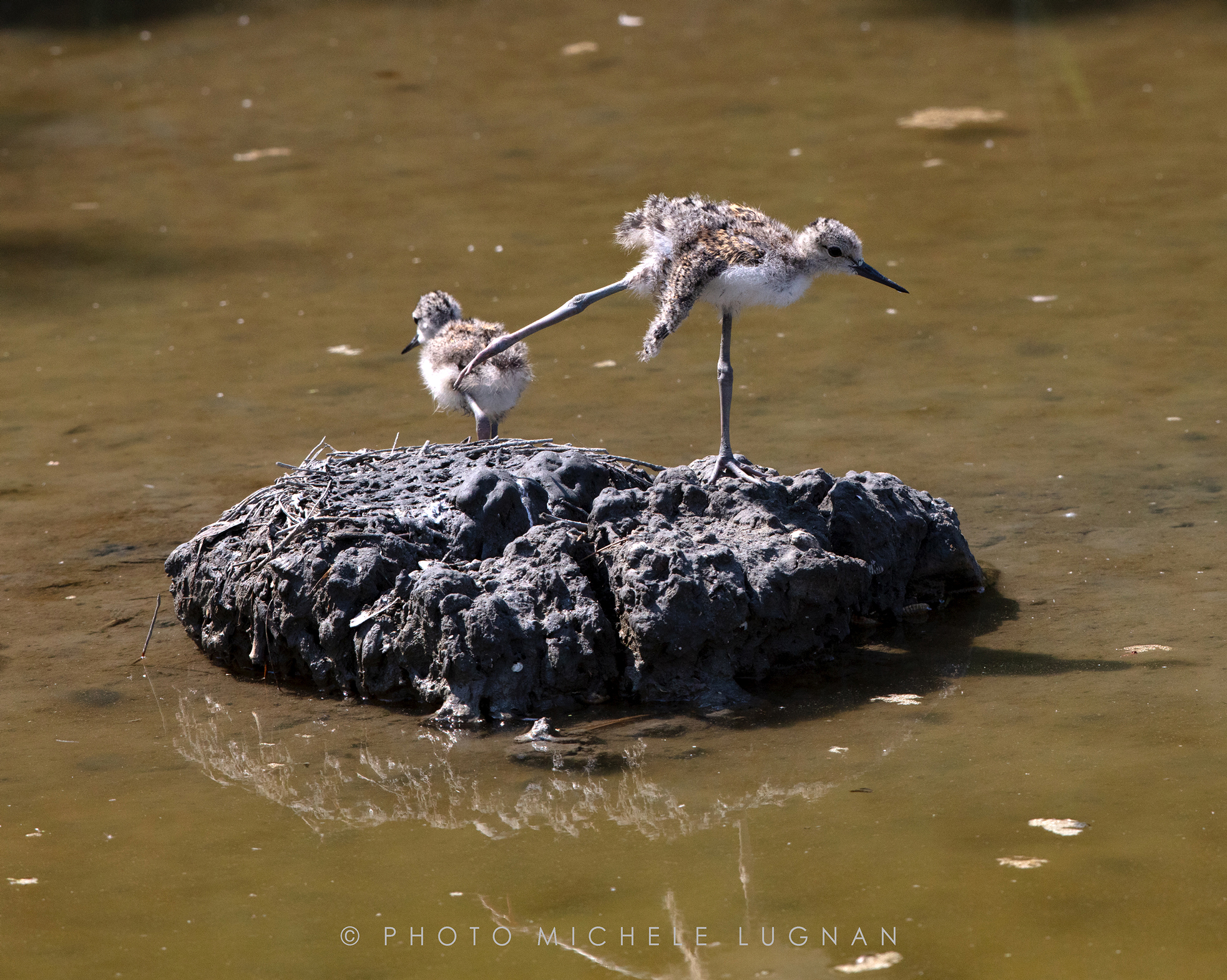 Himantopus himantopus (volg.it. Cavaliere d'Italia)