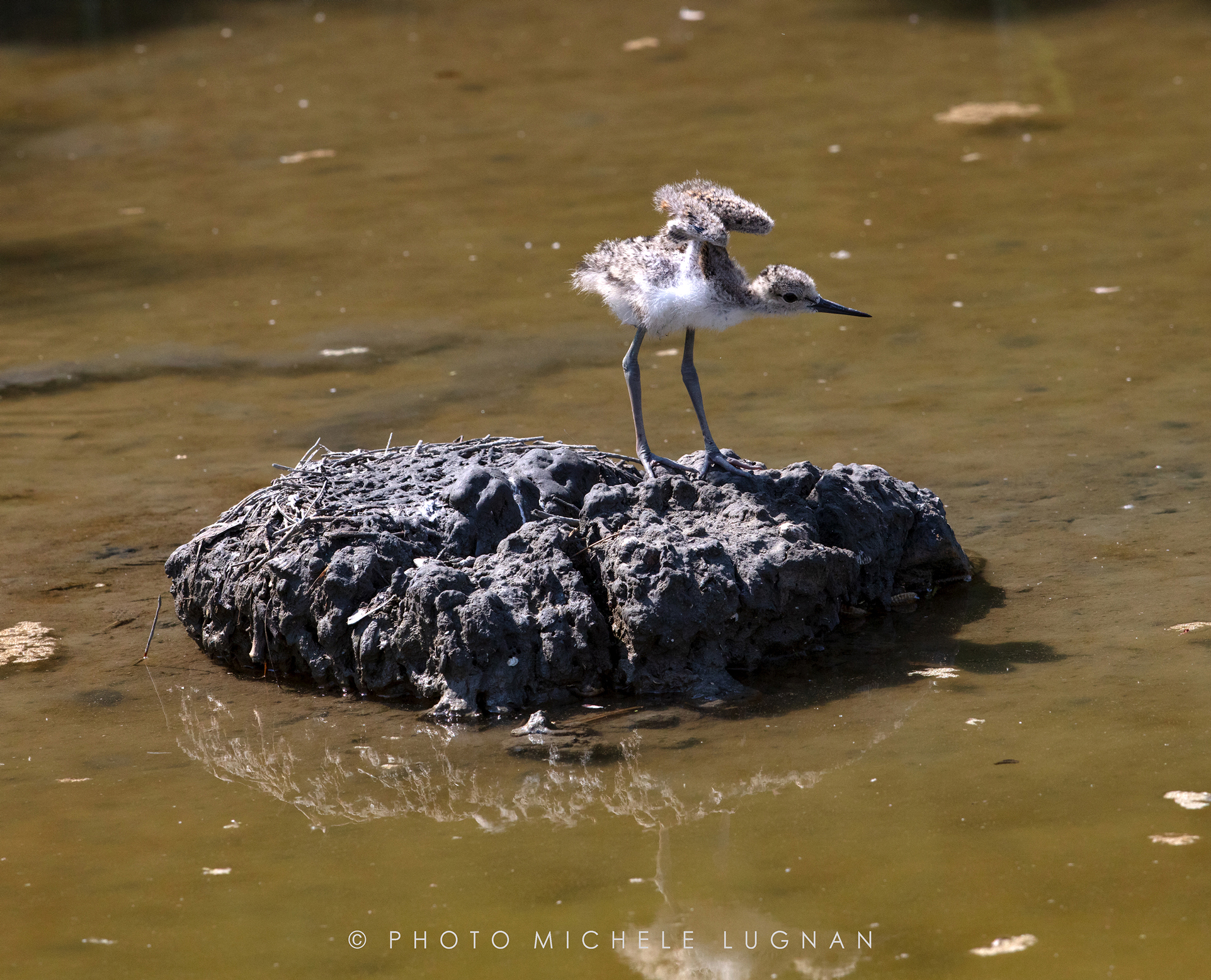 Himantopus himantopus (volg.it. Cavaliere d'Italia)