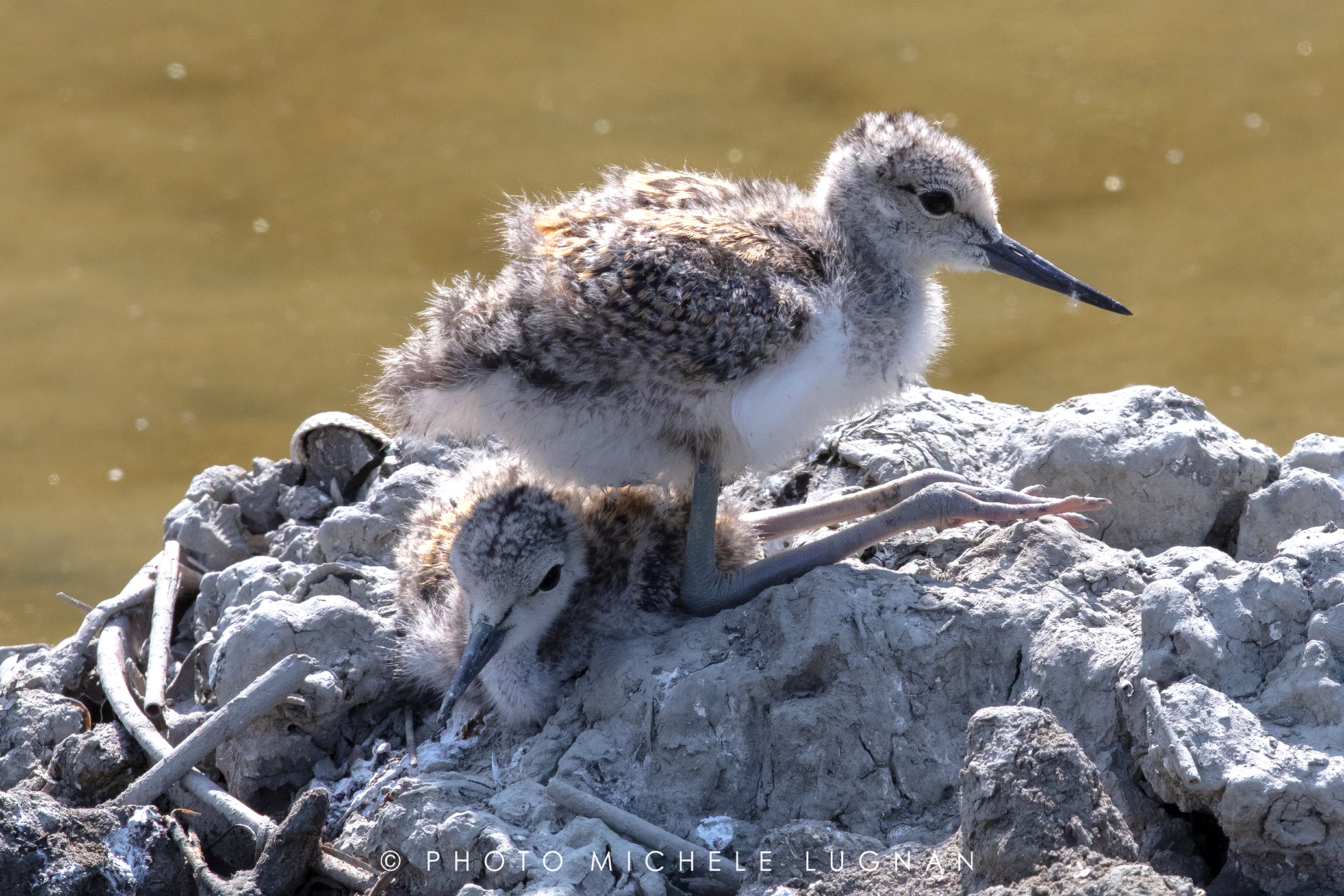 Himantopus himantopus (volg.it. Cavaliere d'Italia)