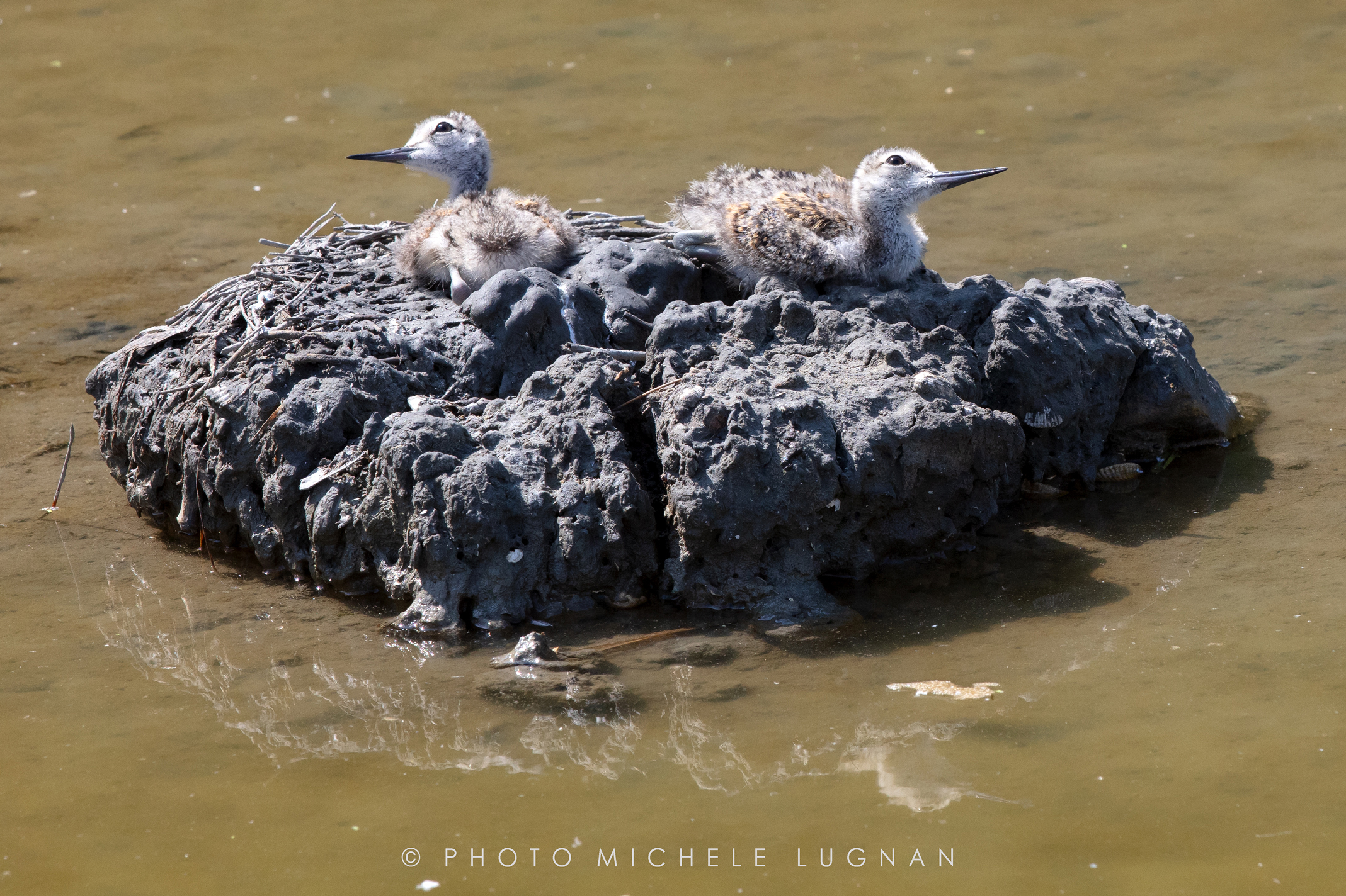 Himantopus himantopus (volg.it. Cavaliere d'Italia)