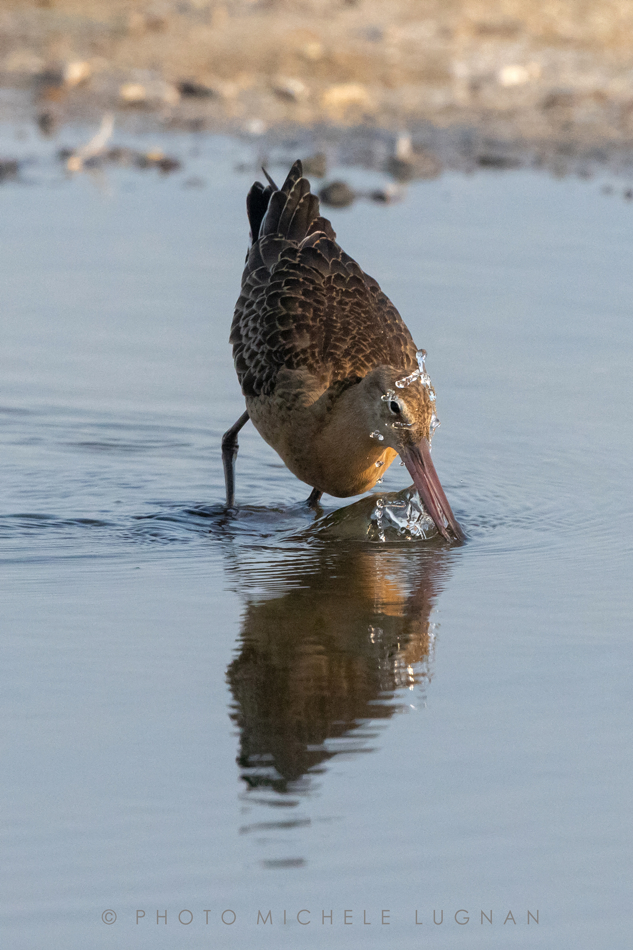 Limosa limosa (volg.it. Pittima reale)