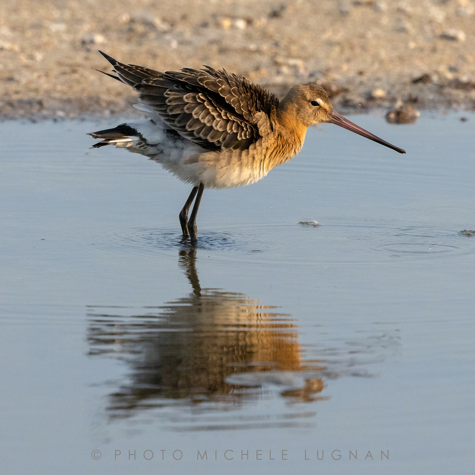 Limosa limosa (volg.it. Pittima reale)