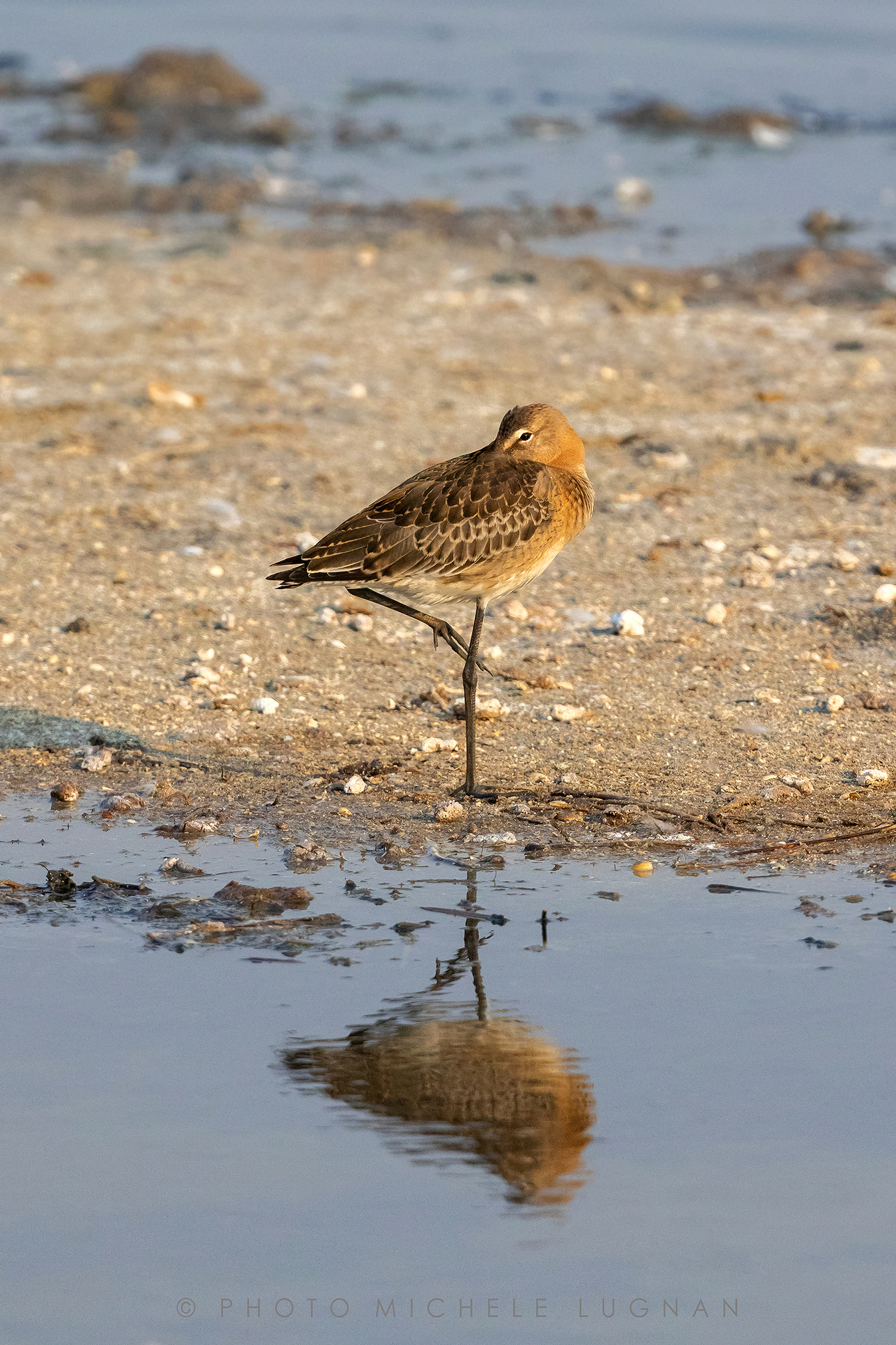 Limosa limosa (volg.it. Pittima reale)