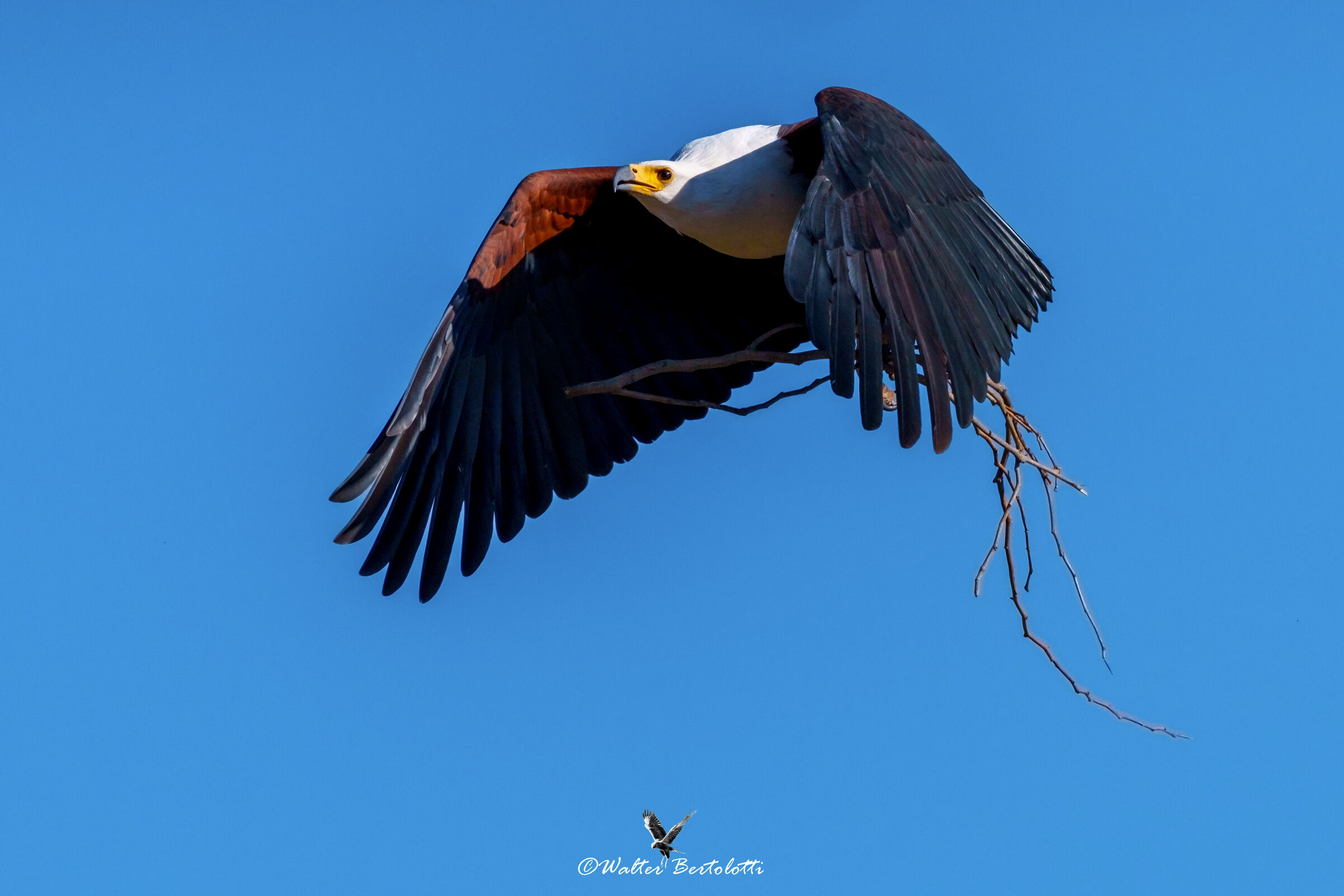 aquila urlatrice verso il nido