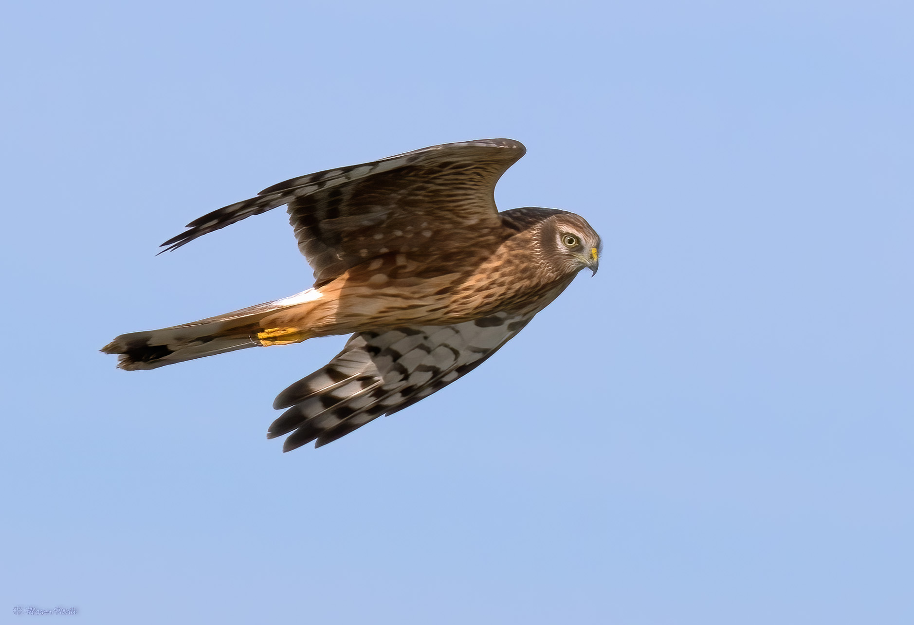 Harrier (Circus cyaneus)