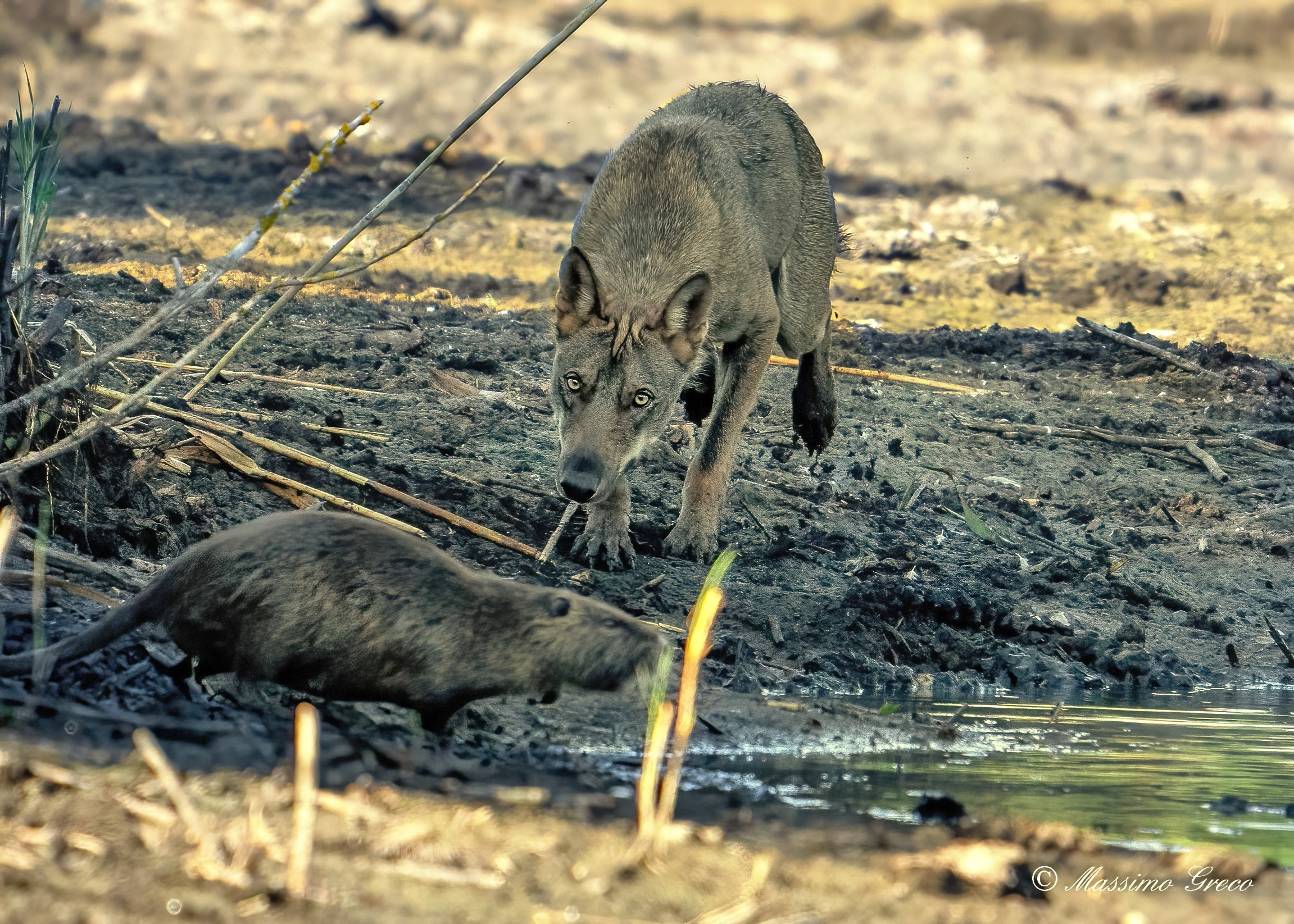 A un solo balzo dalla preda