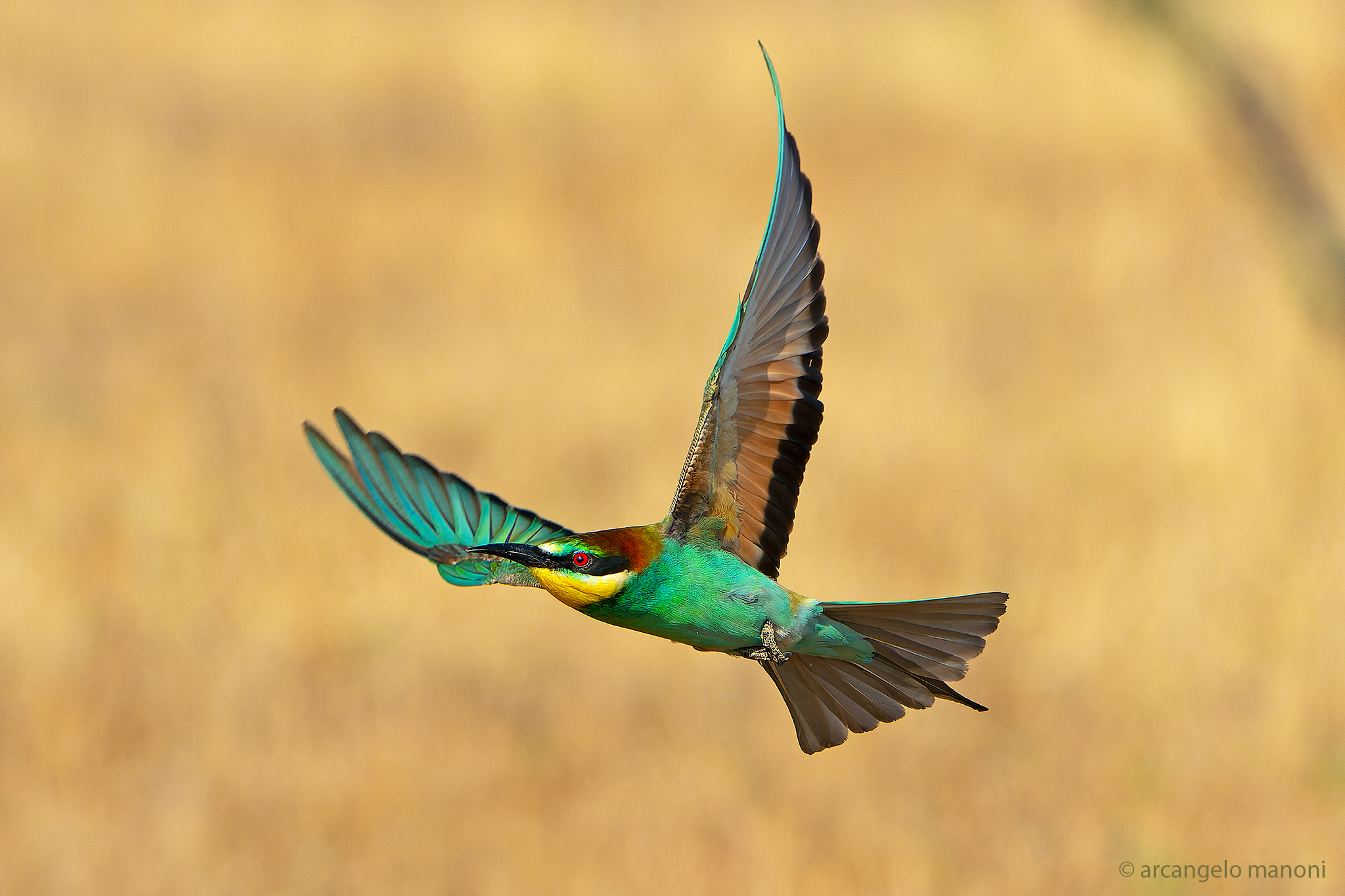 Bee-eater flight