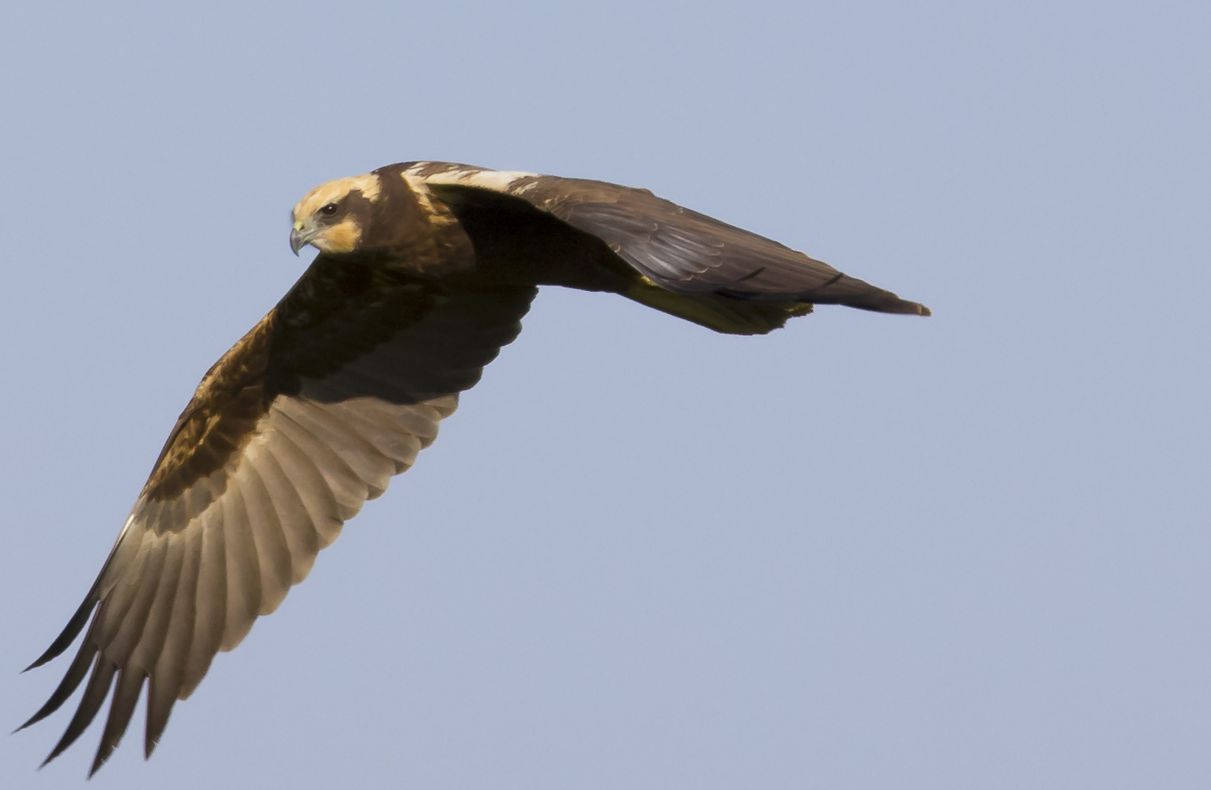 marsh harrier male