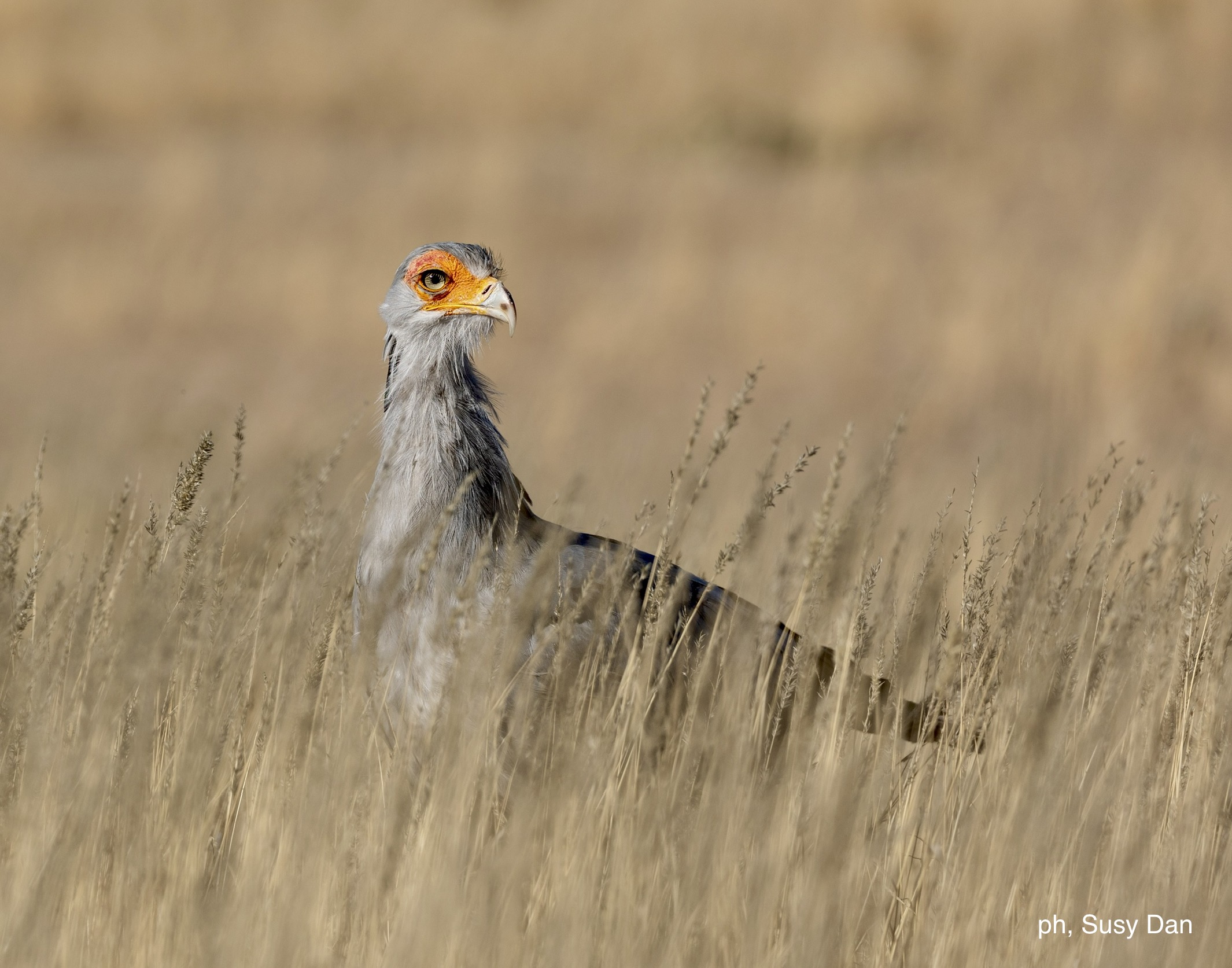 The Mischievous Secretary