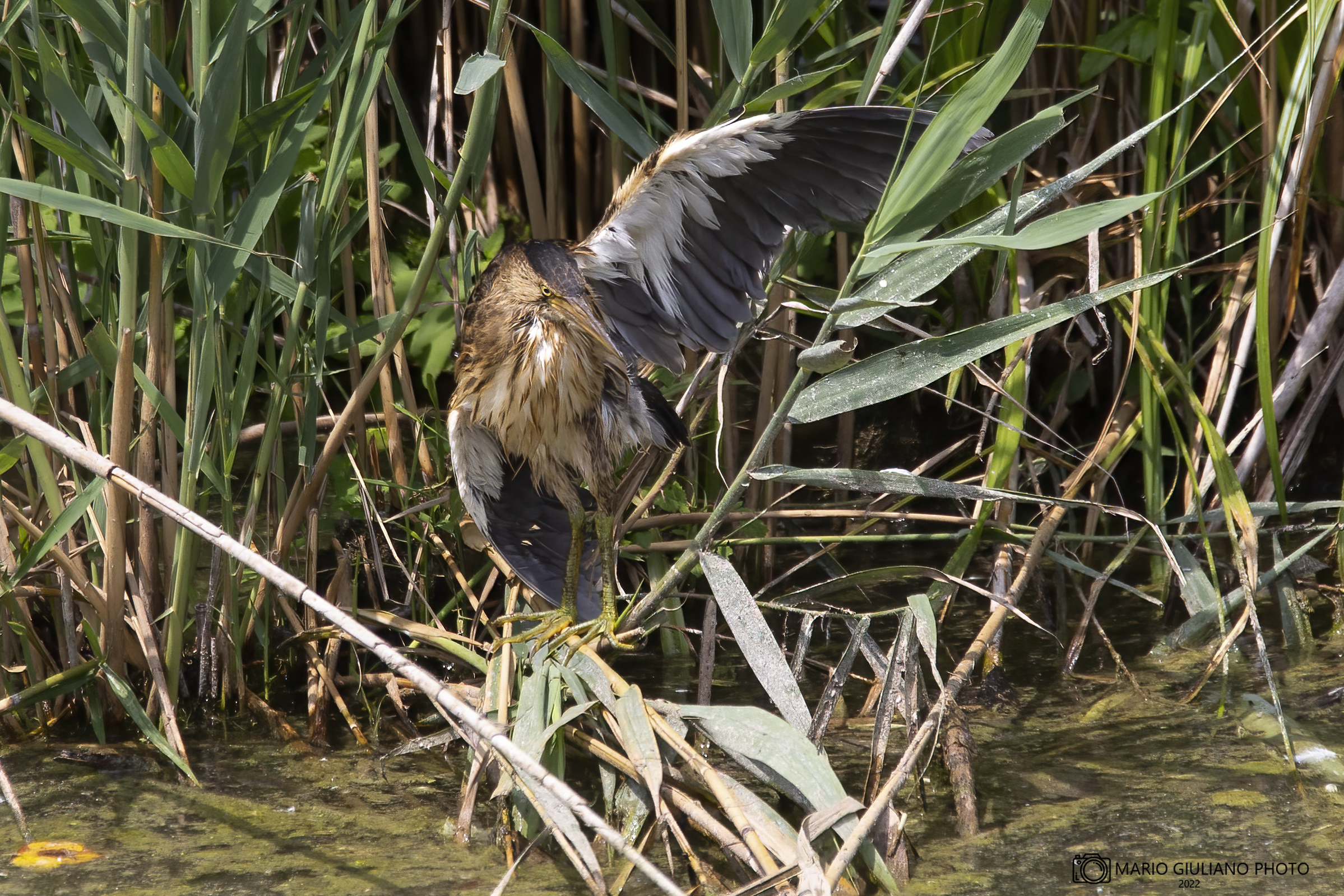 Little bittern
