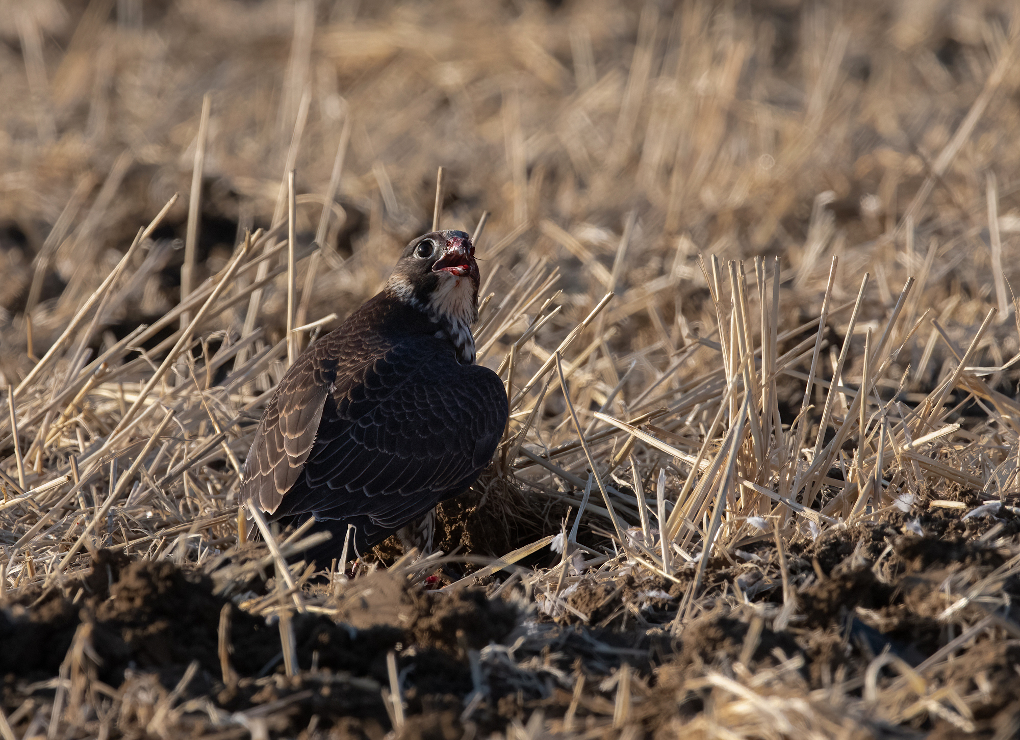 Peregrine falcon juv.
