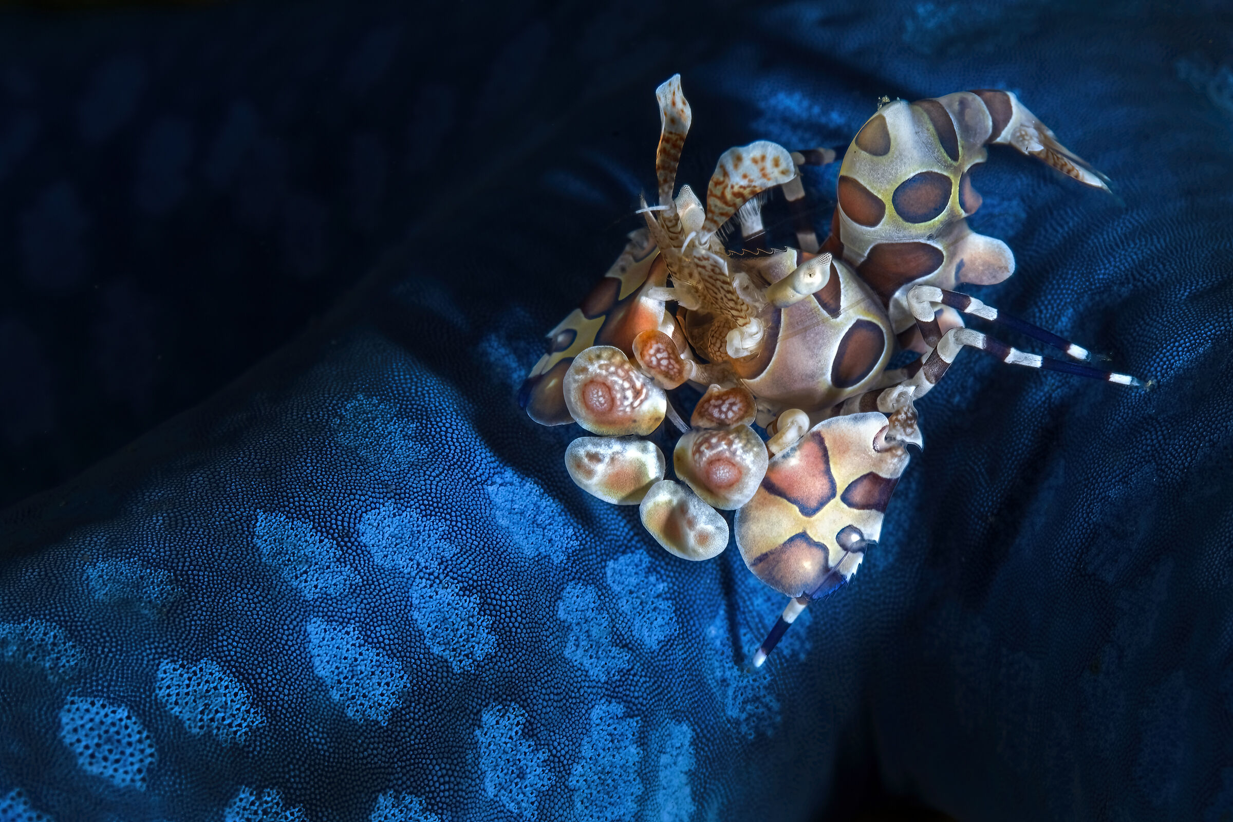 Arlequin shrimp ,  Hymenocera picta  Lembeh ,