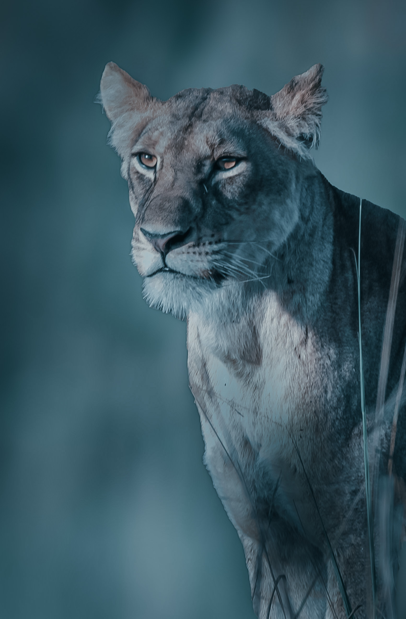 Lioness hunting Uganda