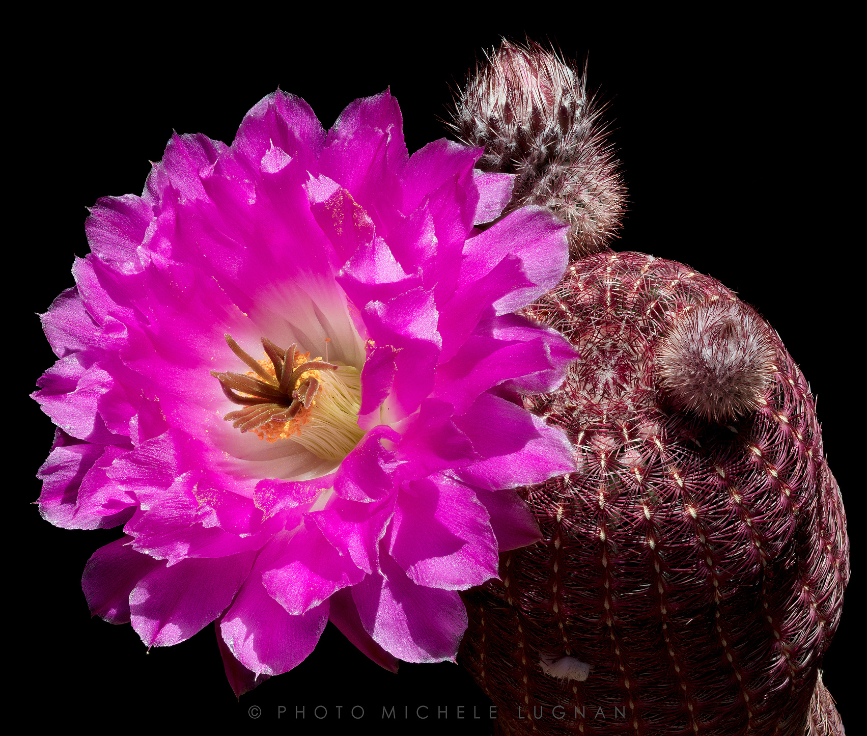 Echinocereus pectinatus var. rubrispinus (forma L 88)