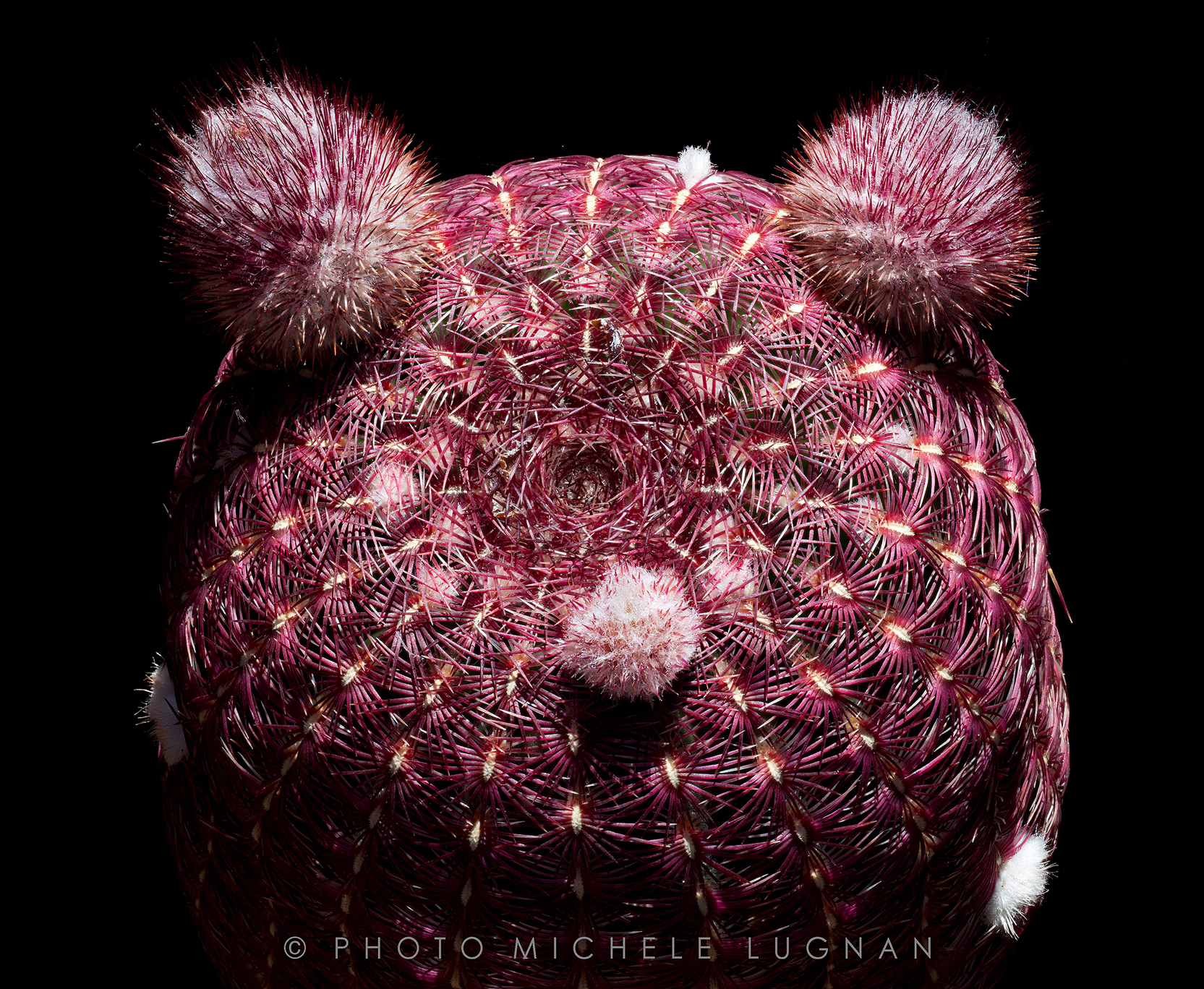 Echinocereus pectinatus var. rubrispinus (forma L 88)