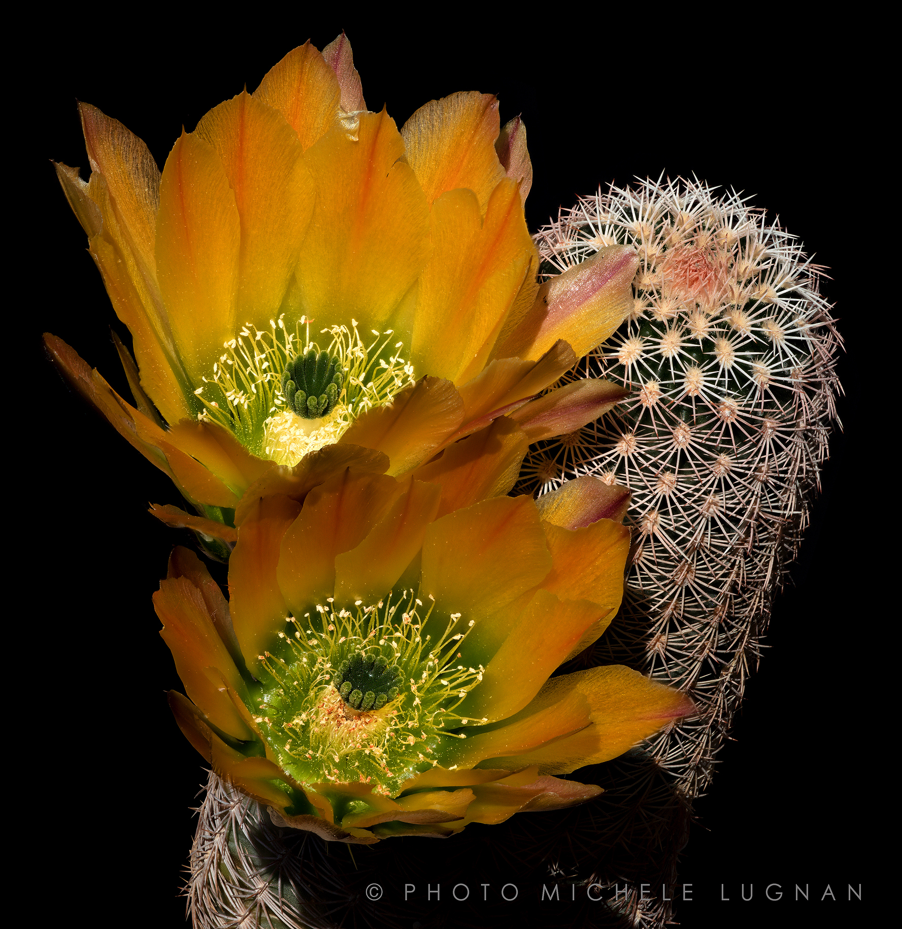 Echinocereus ctenoides (forma SB 1536)