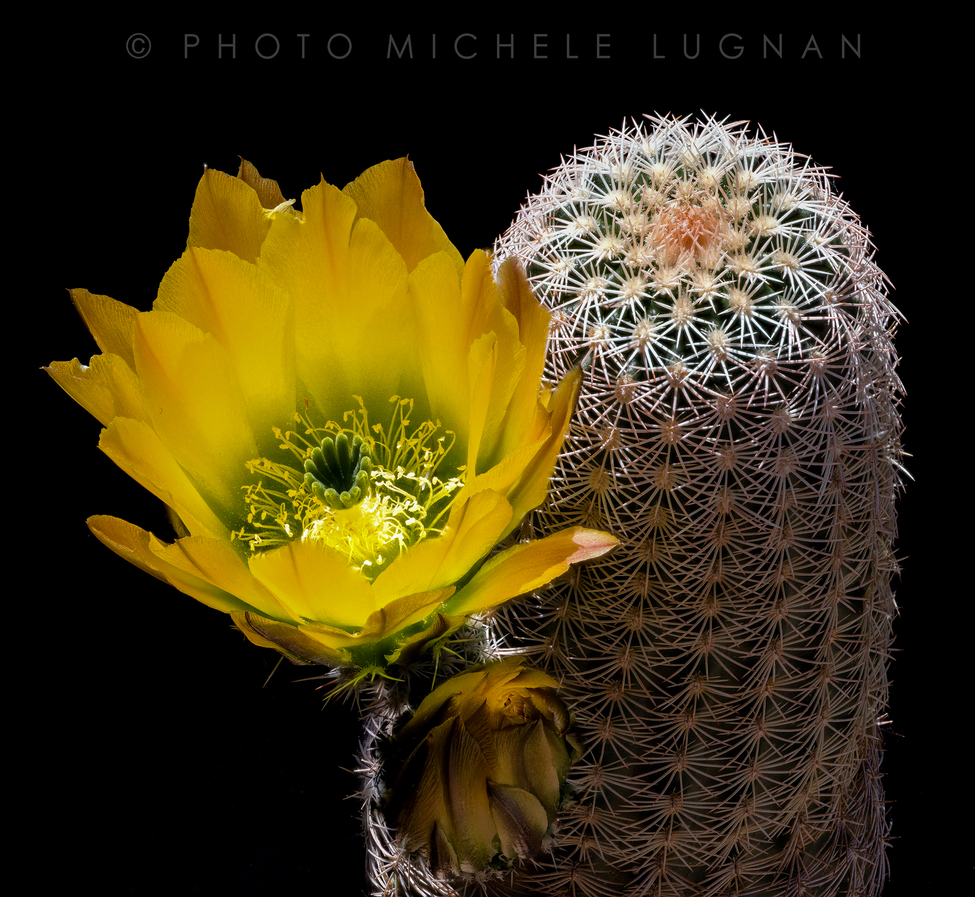 Echinocereus ctenoides (forma SB 1536)