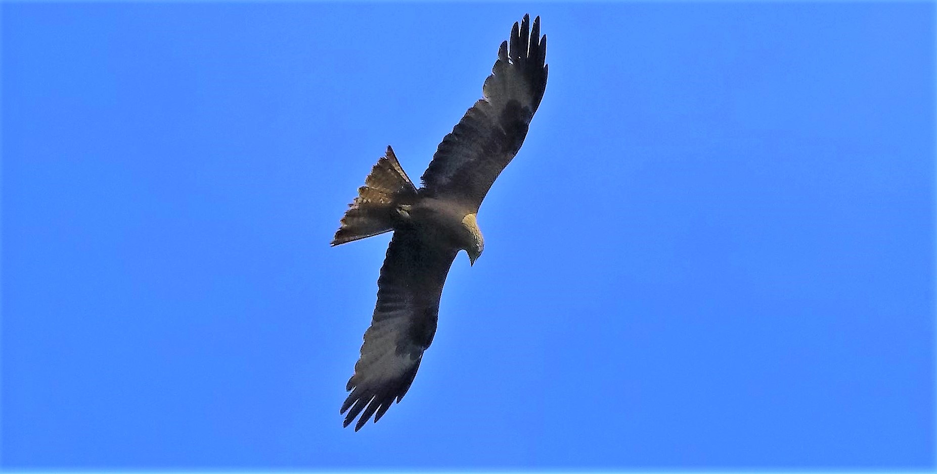 nibbio bruno 12-06-2022