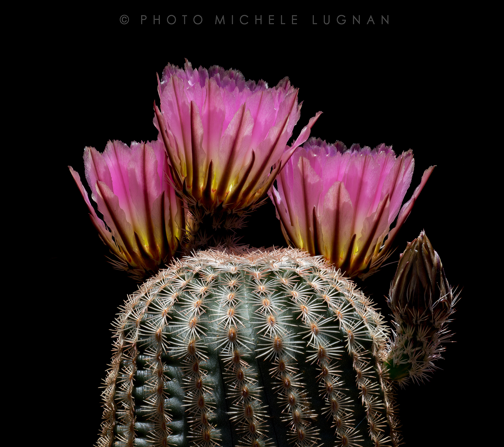 Echinocereus pectinatus (forma P 337)