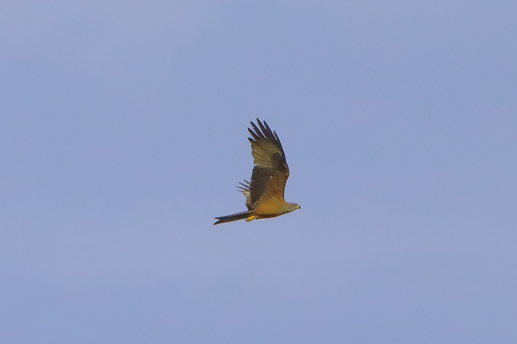 Nibbio bruno 07-06-2022