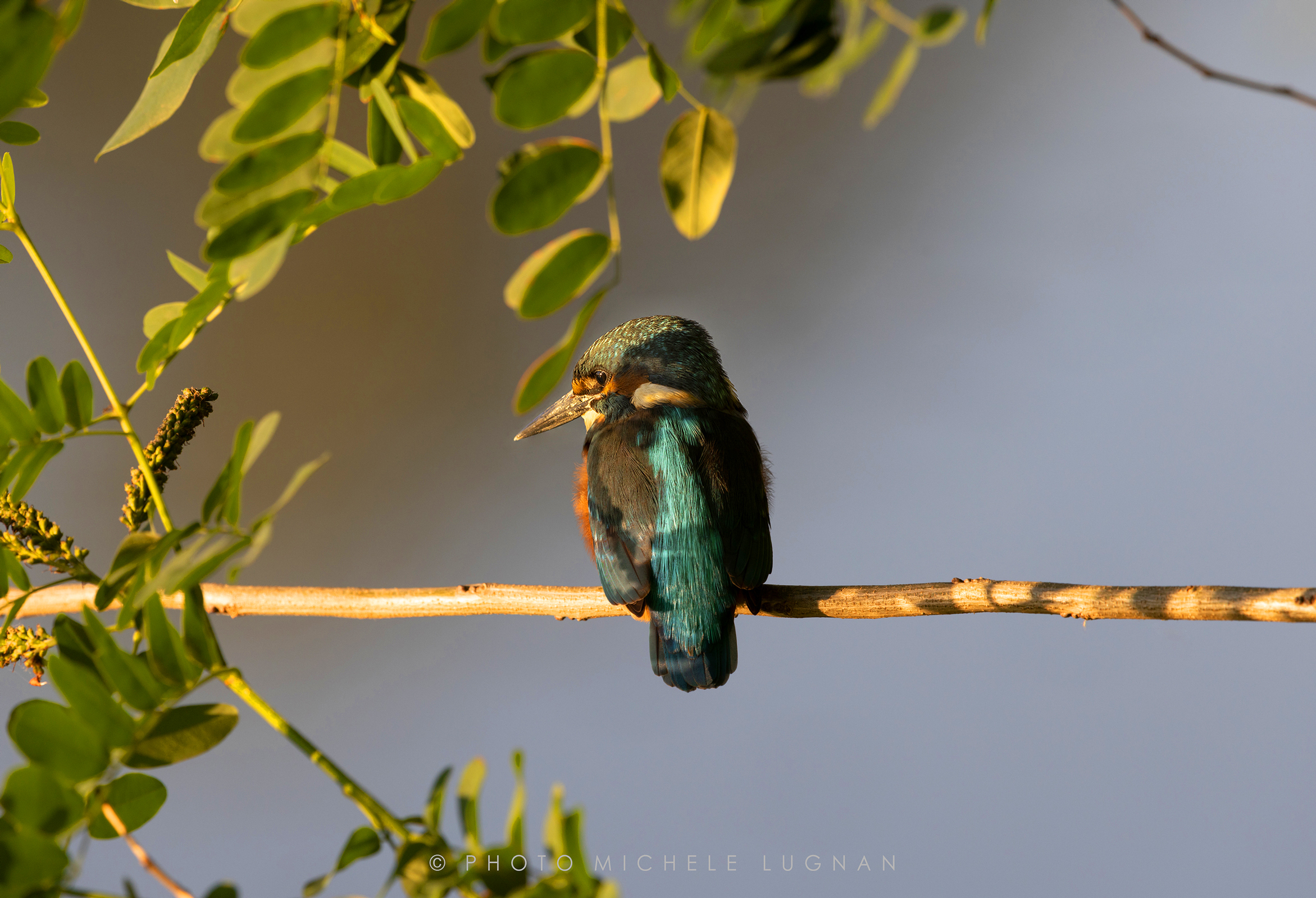 Alcedo atthis (volg.it. Martin pescatore comune)