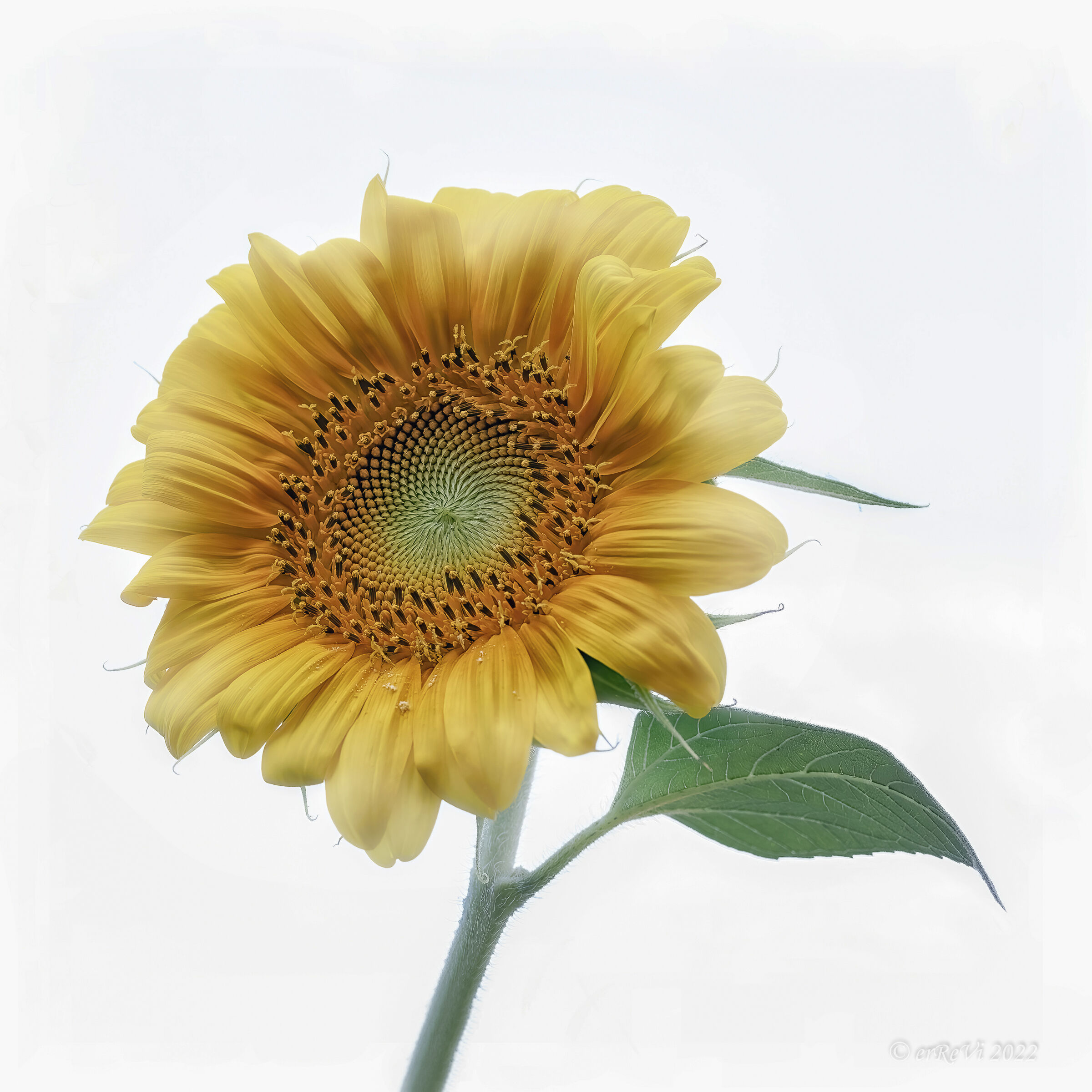 Girasole, questo qua