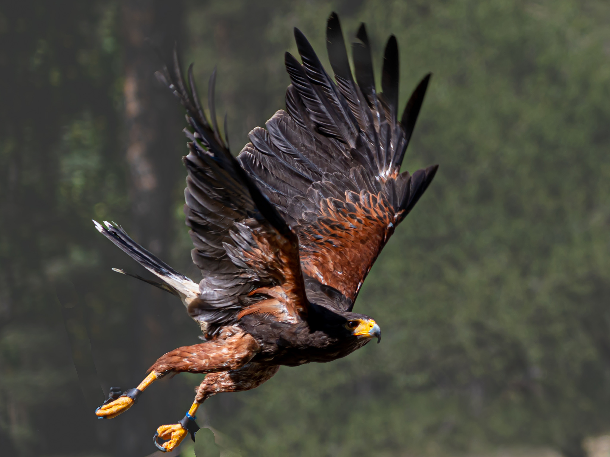 Poiana di Harris (Falconeria)