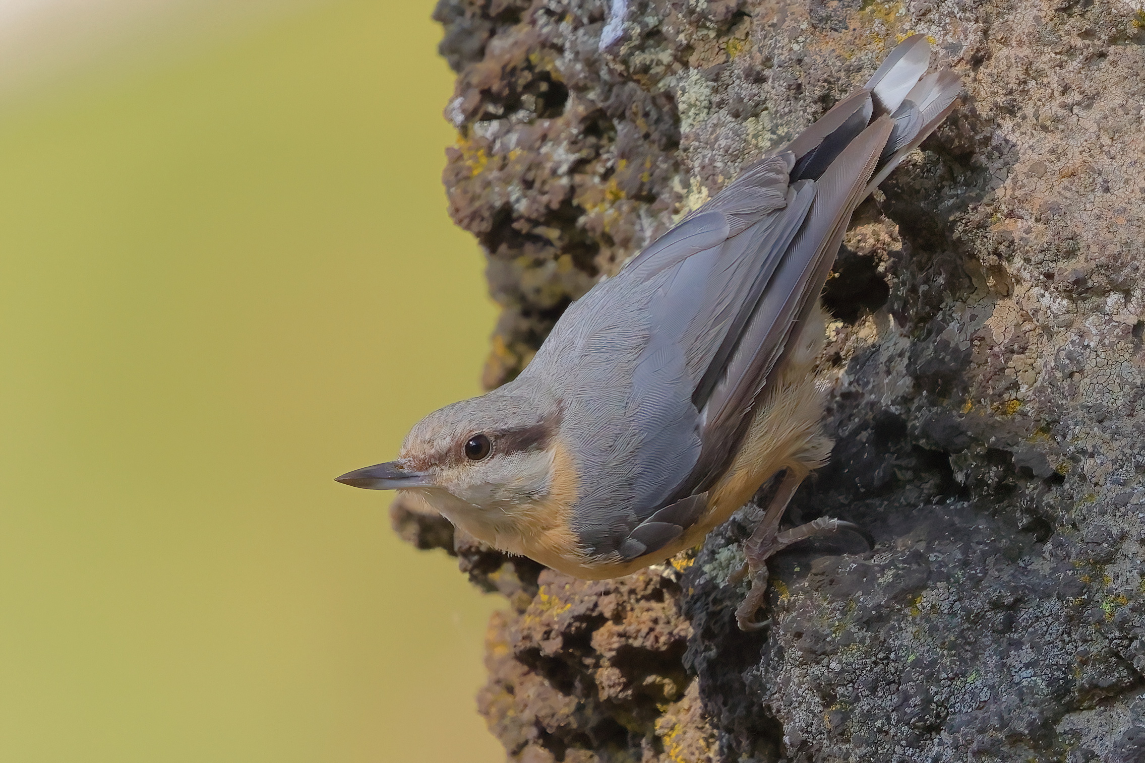 Woodpecker mason Etna