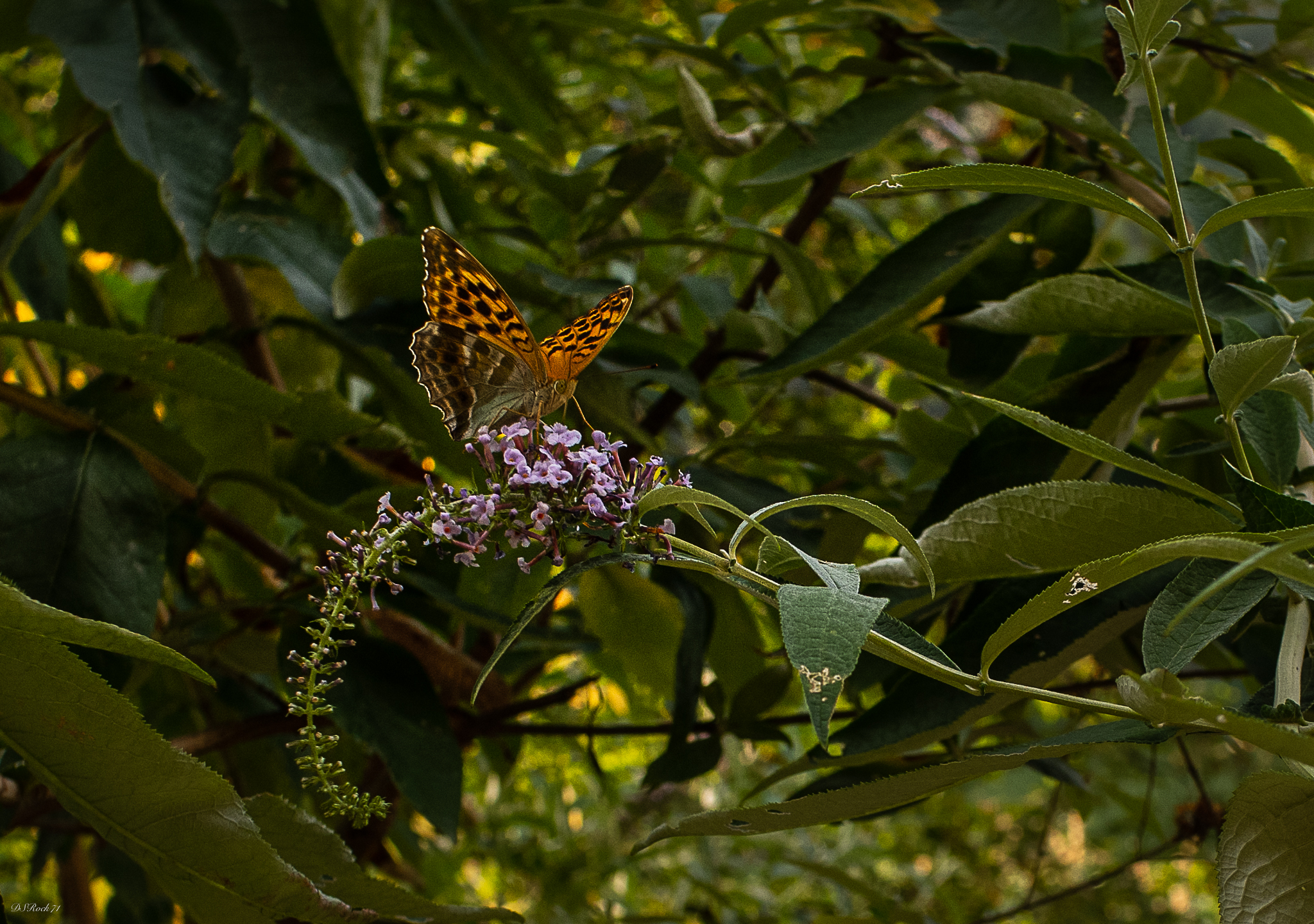 segrino 2 (butterfly)