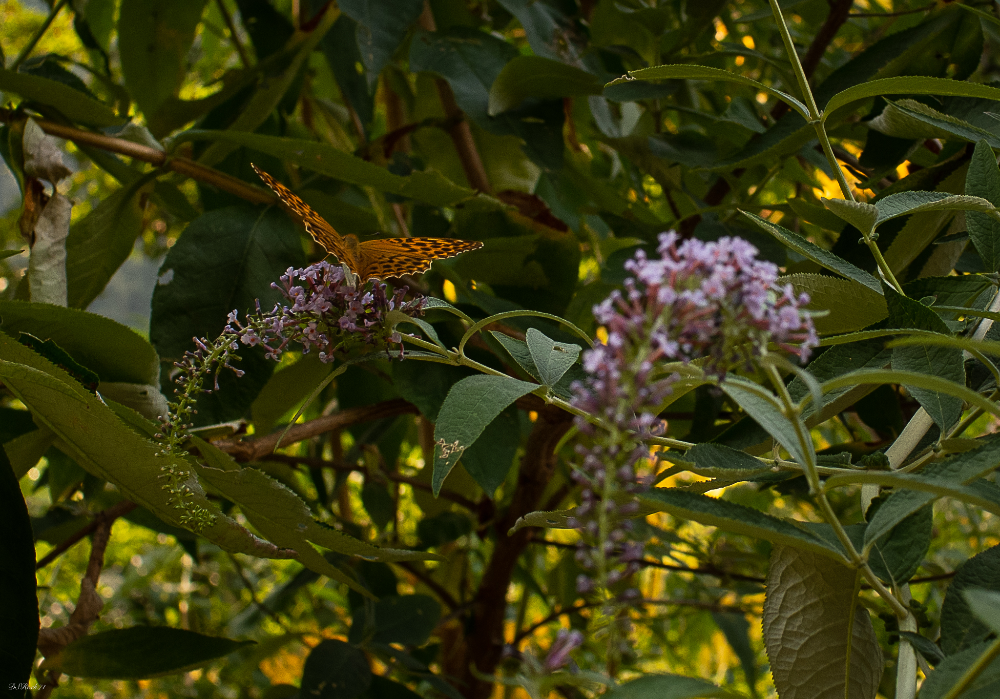 segrino 3 (butterfly)