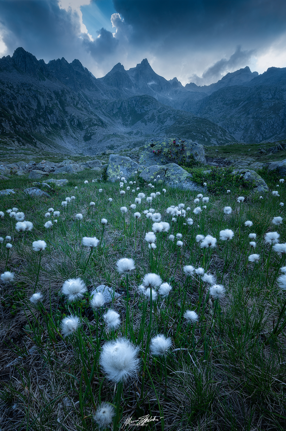 Eriophores in Val Nambrone