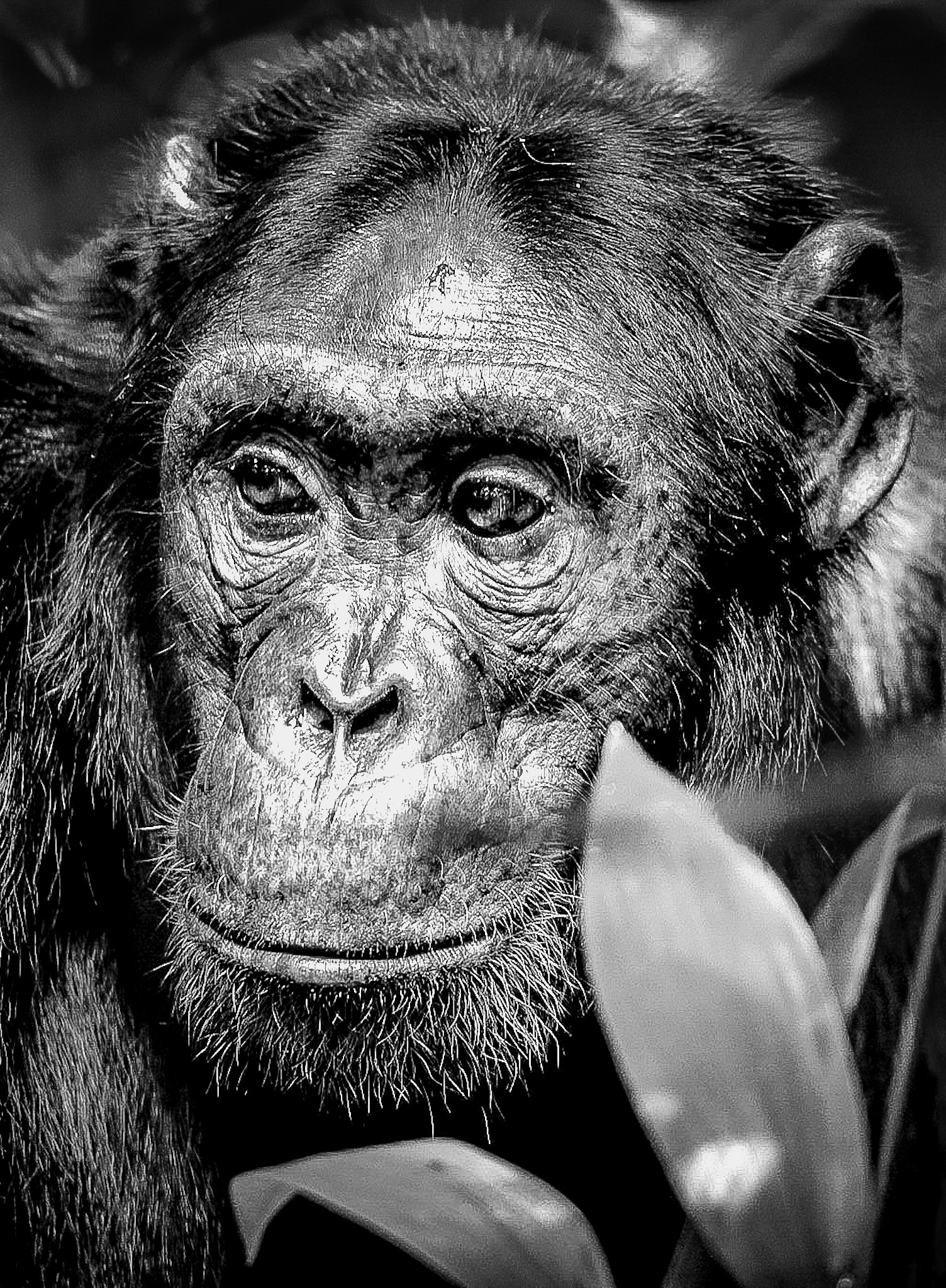 Chimpanze Kibale forest Uganda