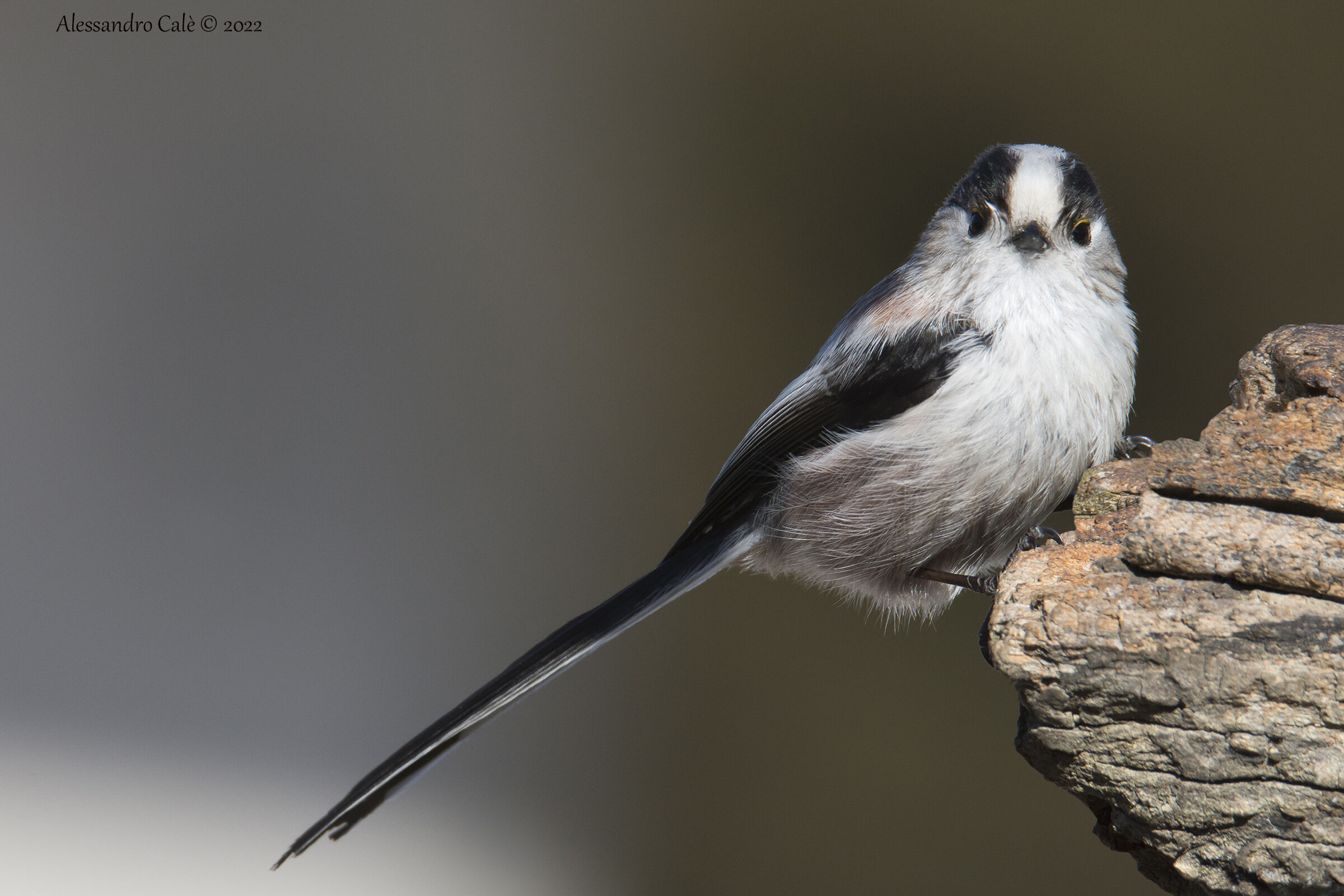 Aegithalos caudatus ( Codibugnolo) 7953