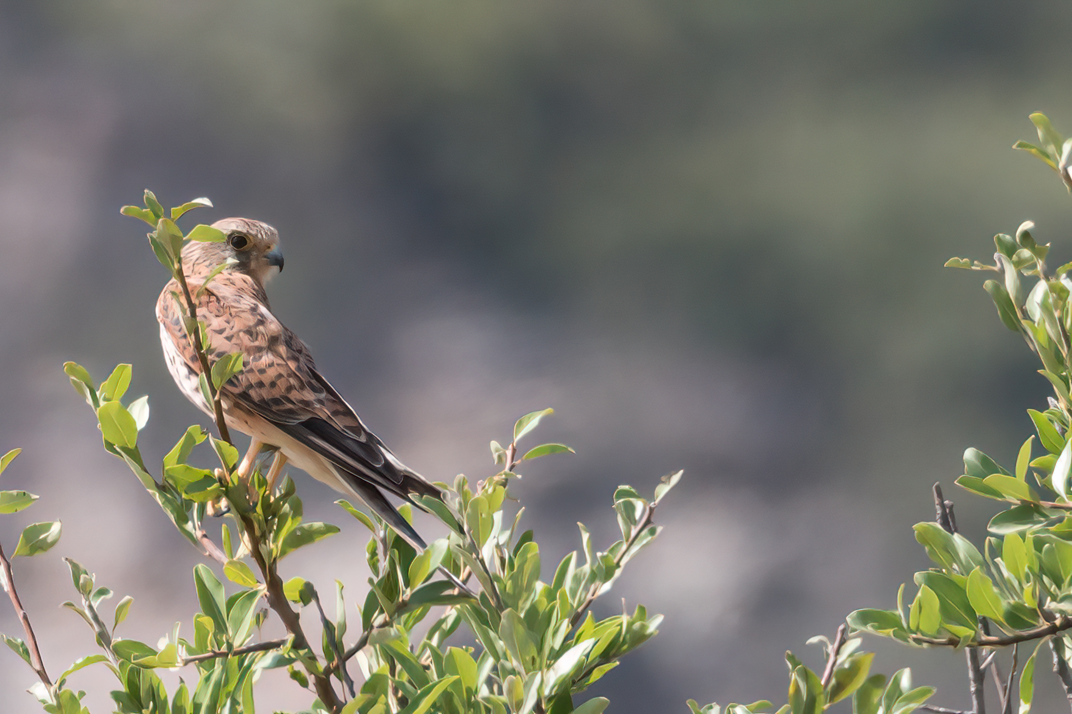 Kestrel