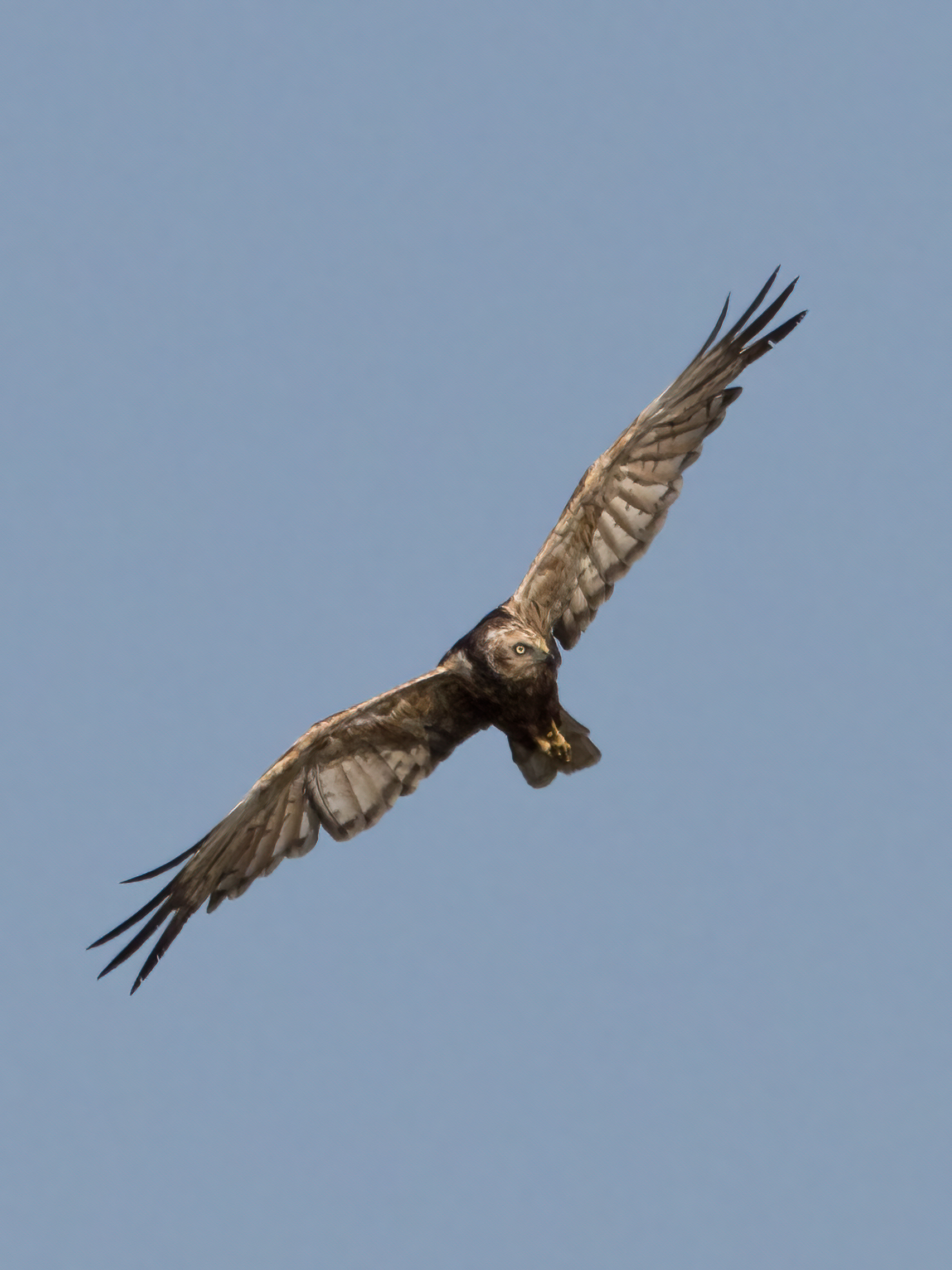 Marsh falcon
