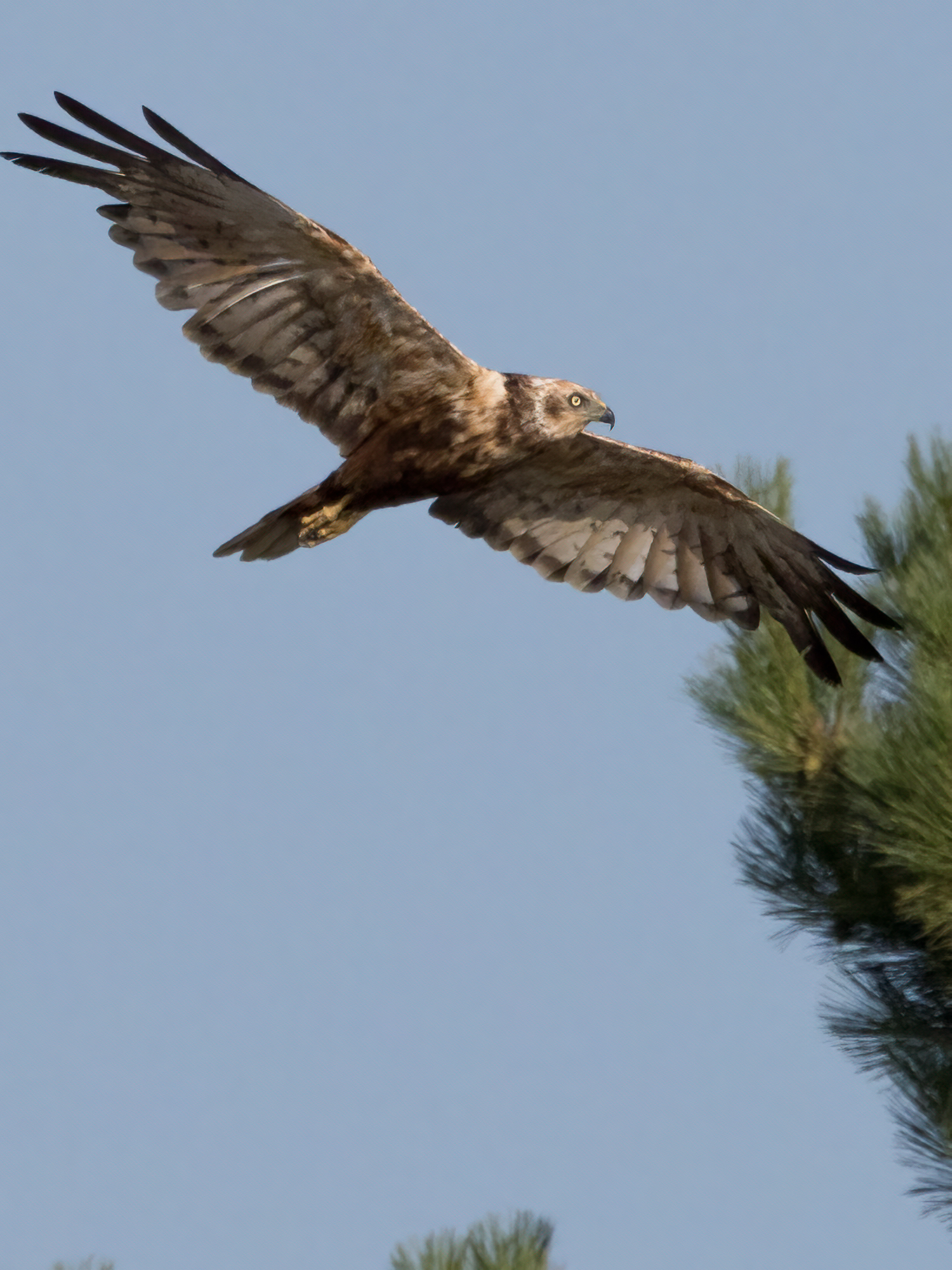 Marsh falcon